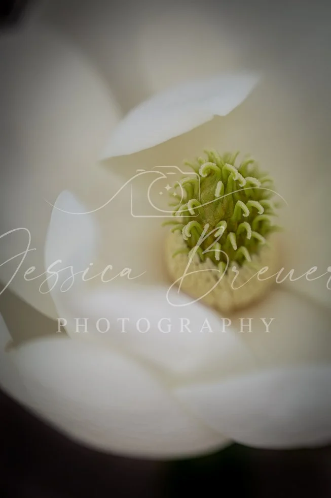 Magnolia