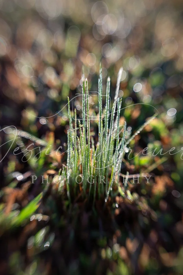 Magical Grass