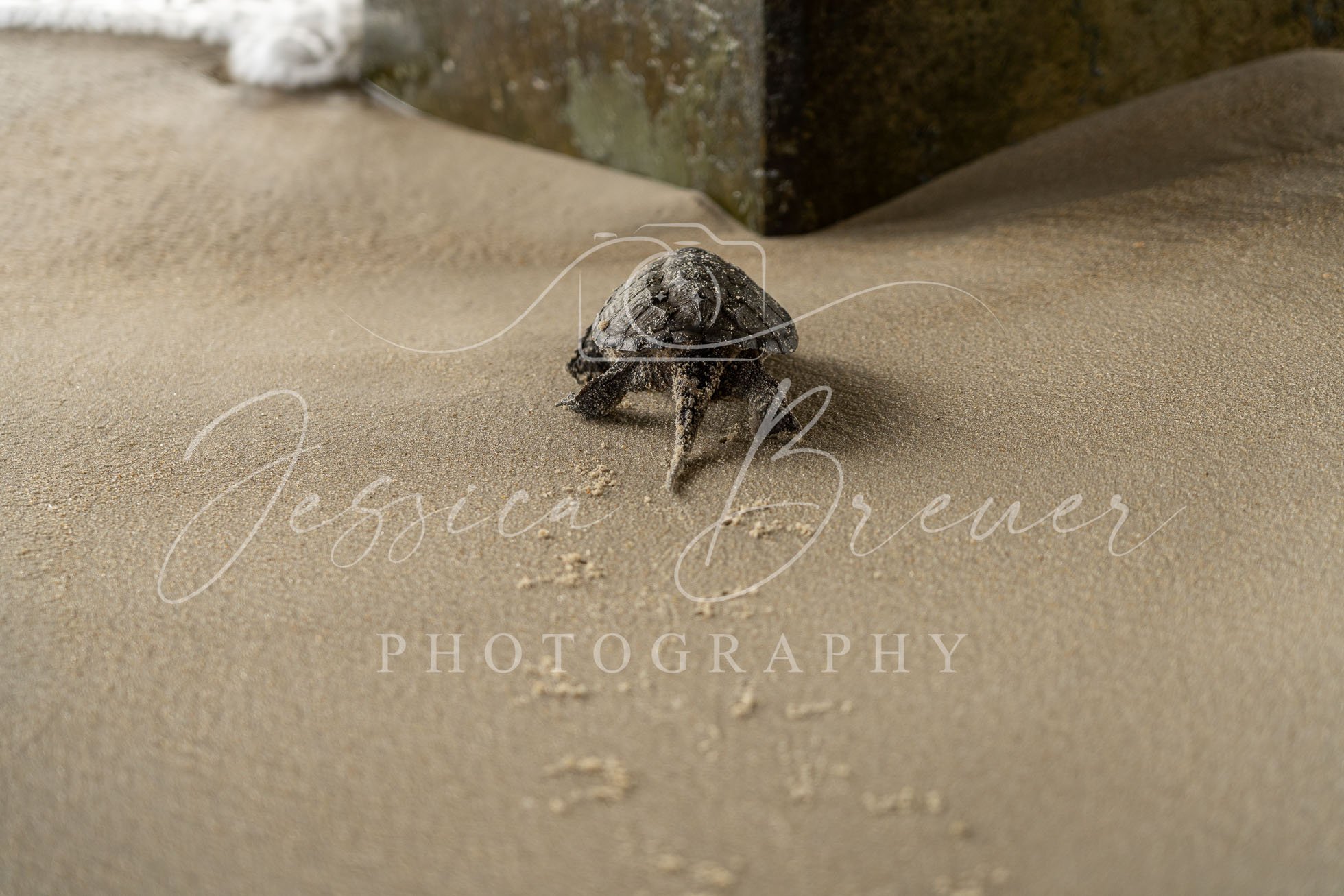 Baby Snapper