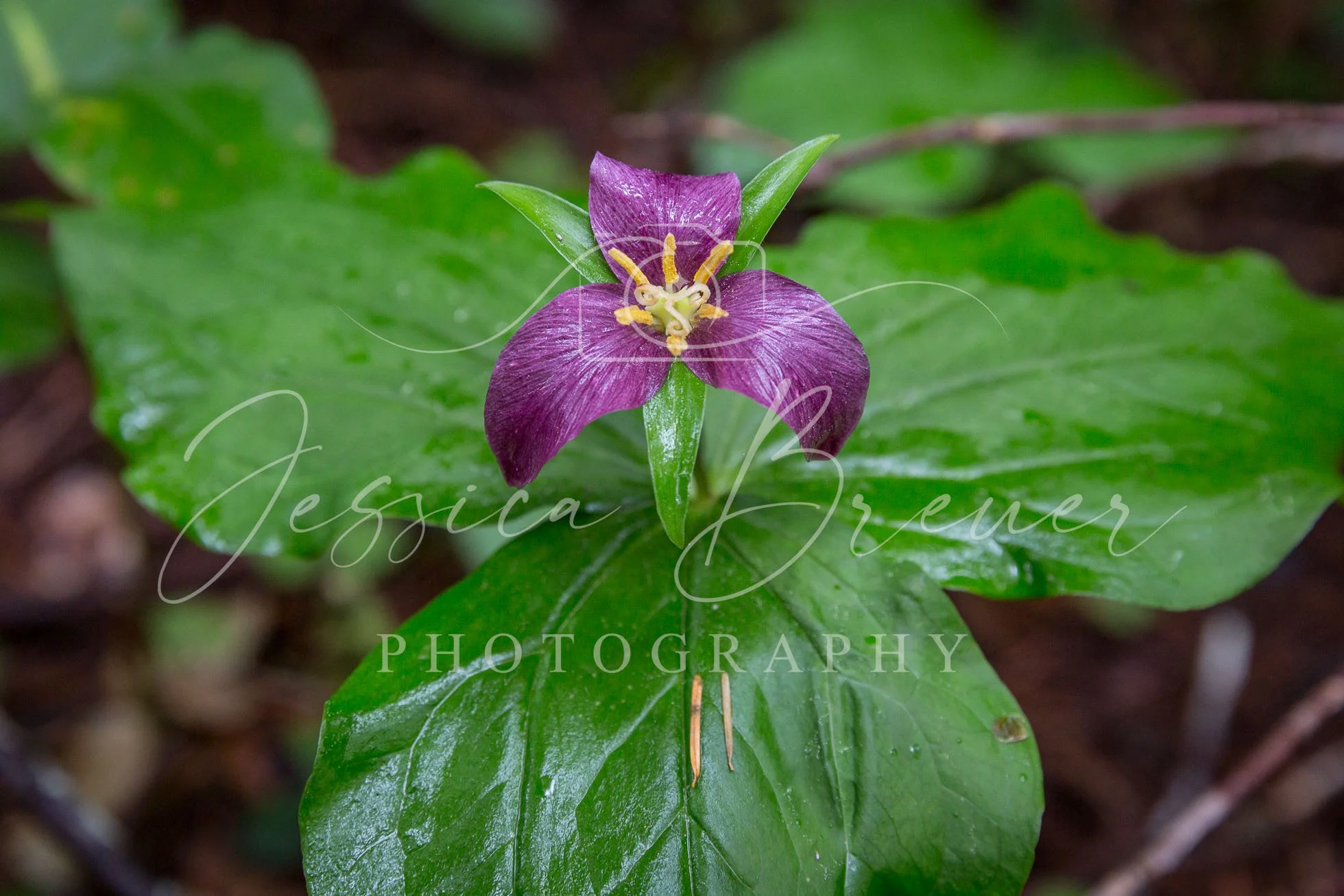 Trillium