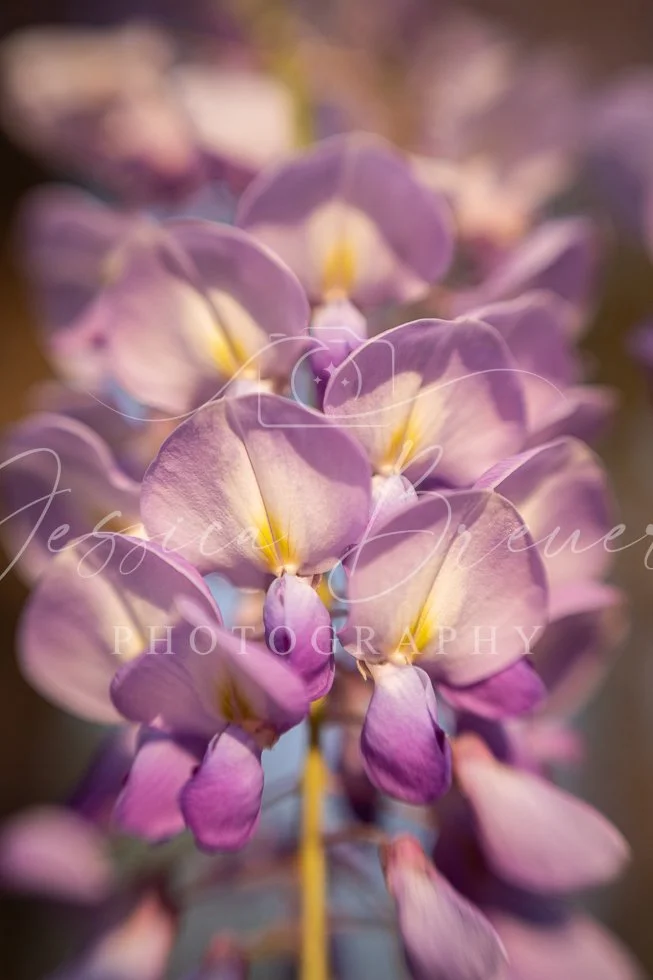Wisteria