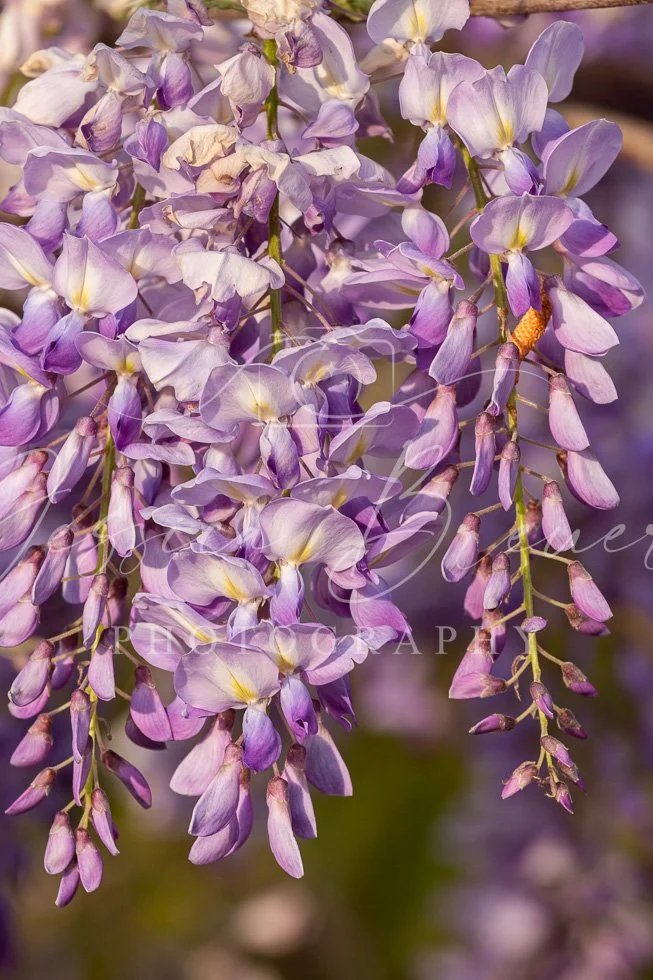 Wisteria