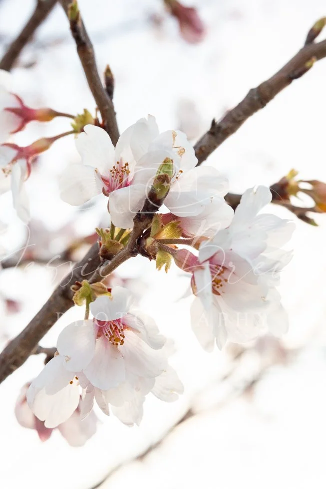 Spring Arrived