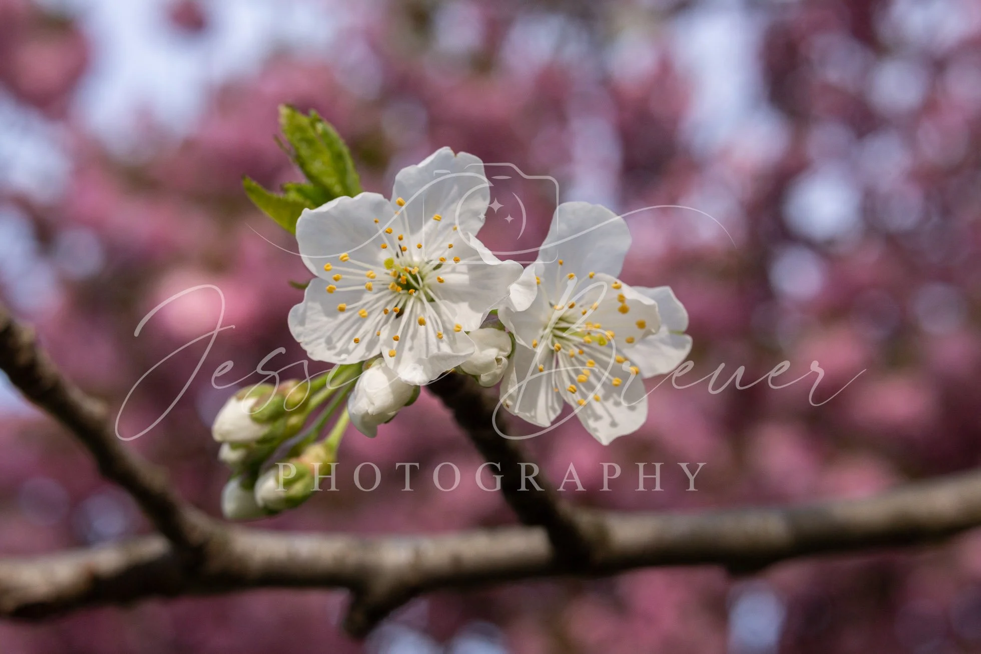 Blossom Friends