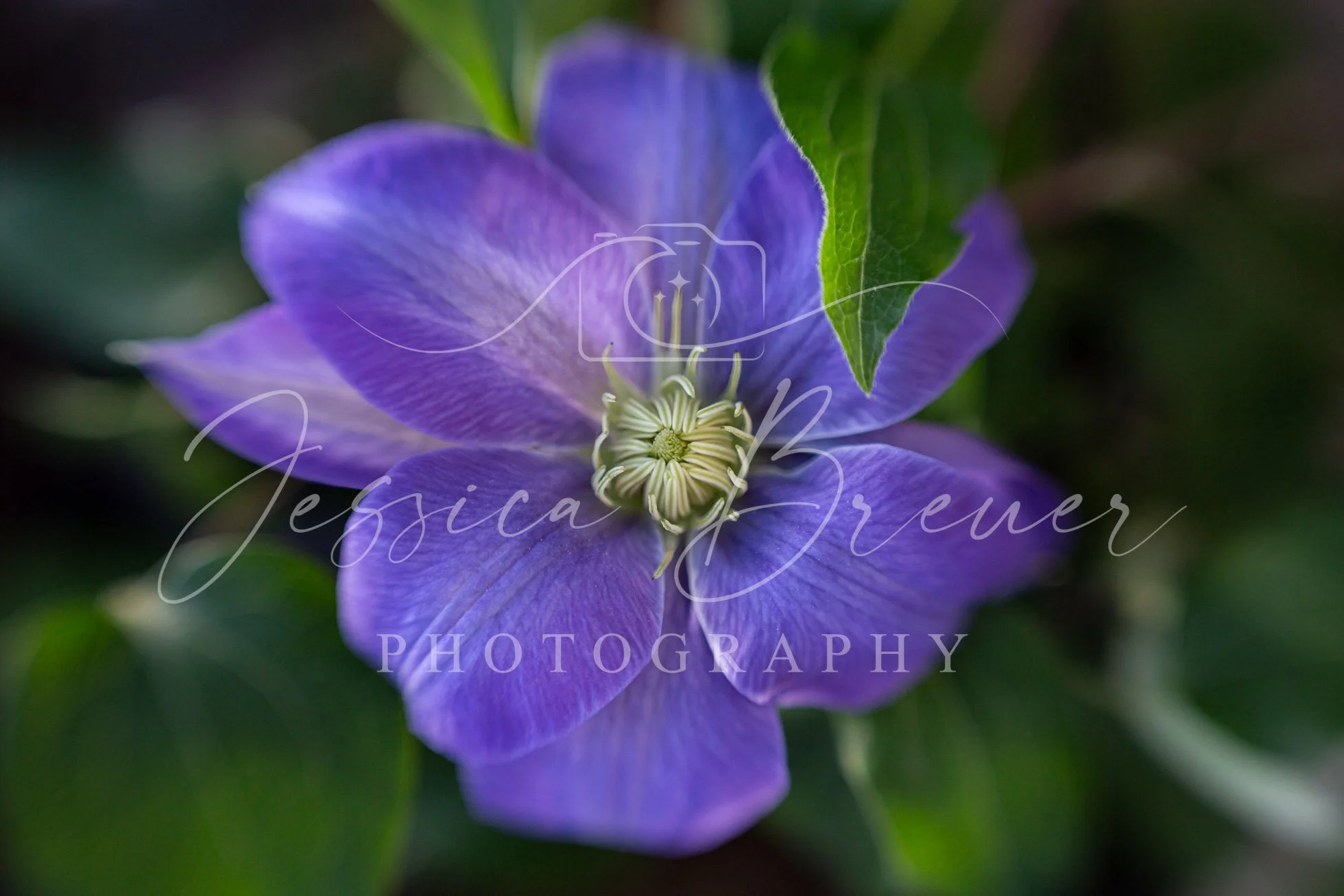 Diana's Delight