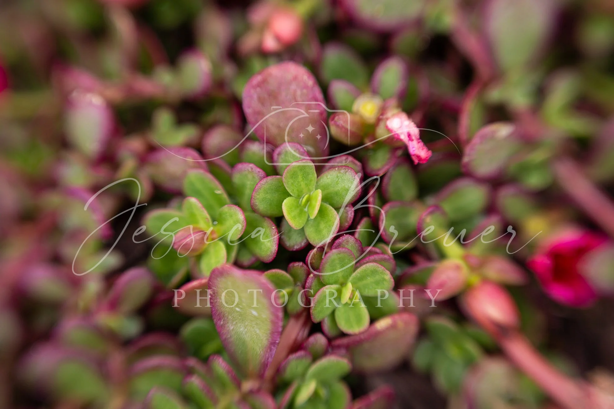 Tiny Garden Treasures