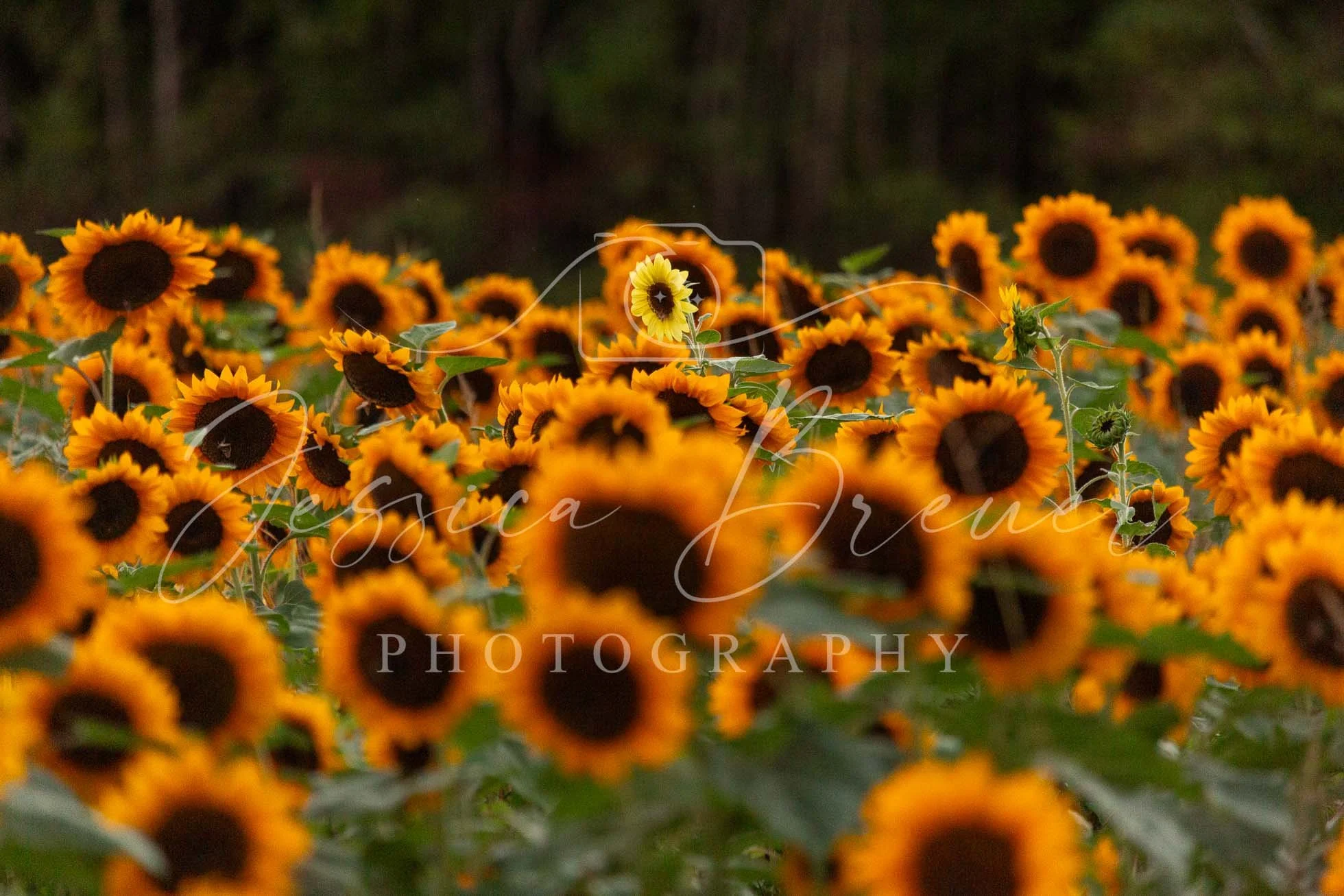 Sunny