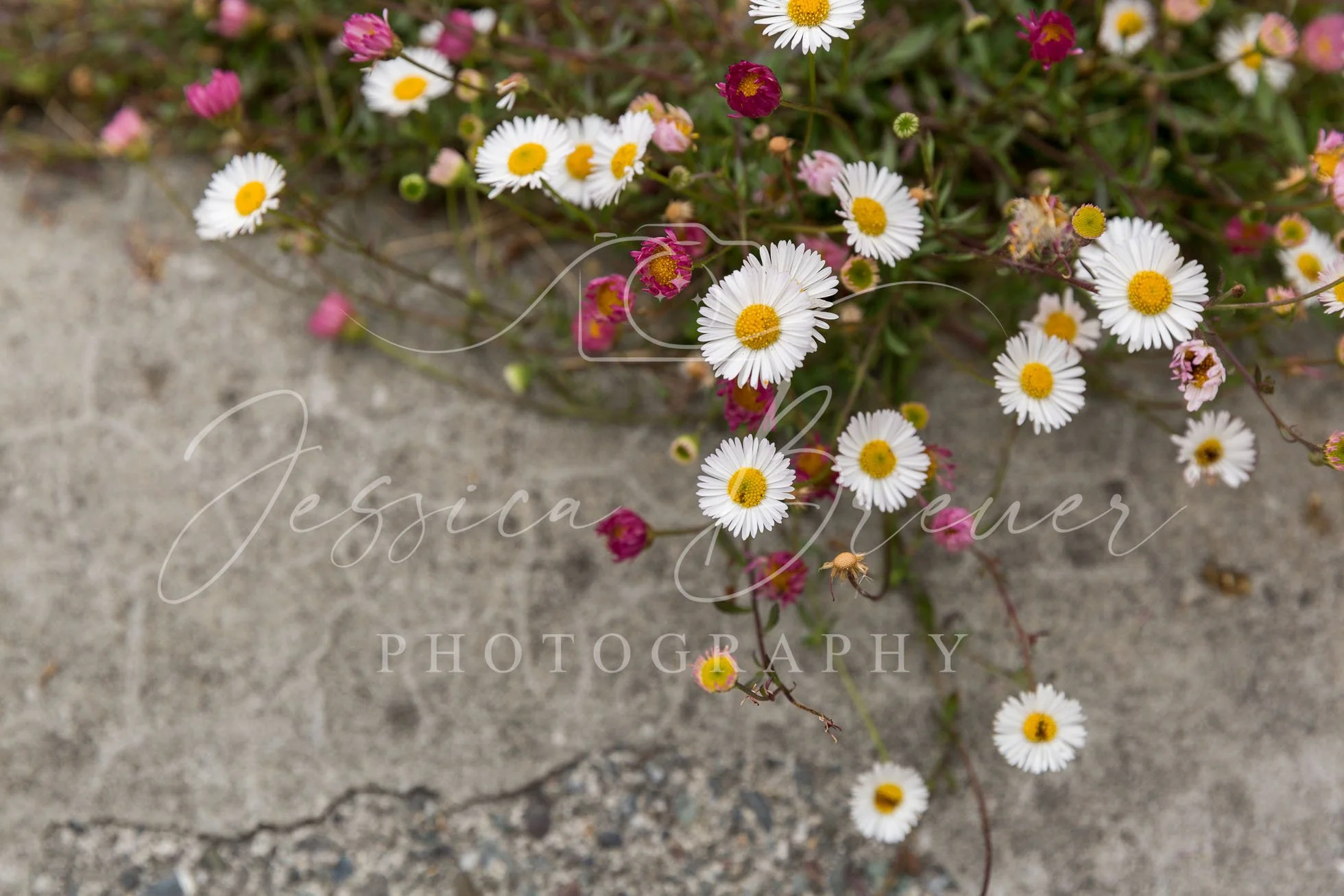 Bloom Where You are Planted