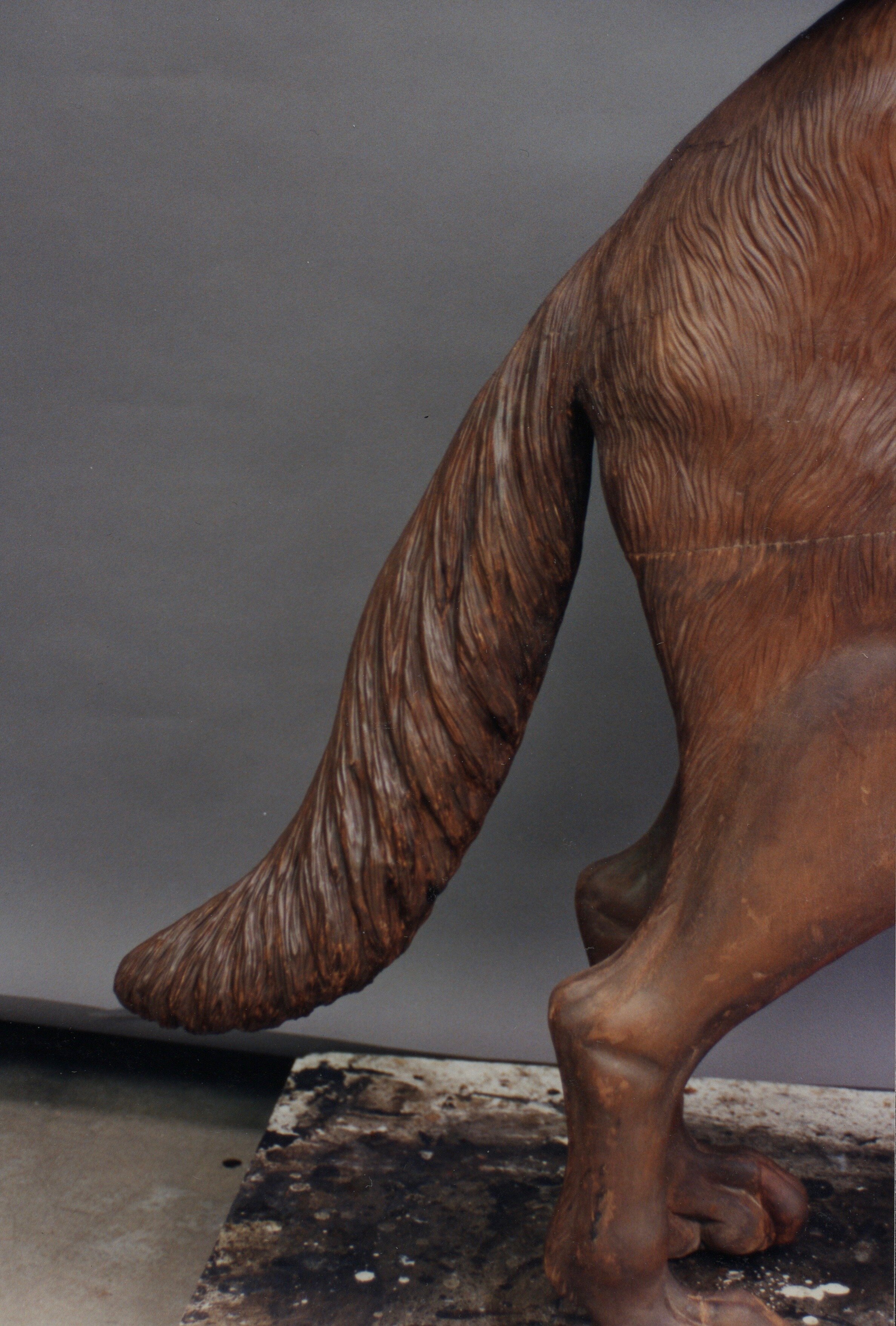 close up of replaced tail