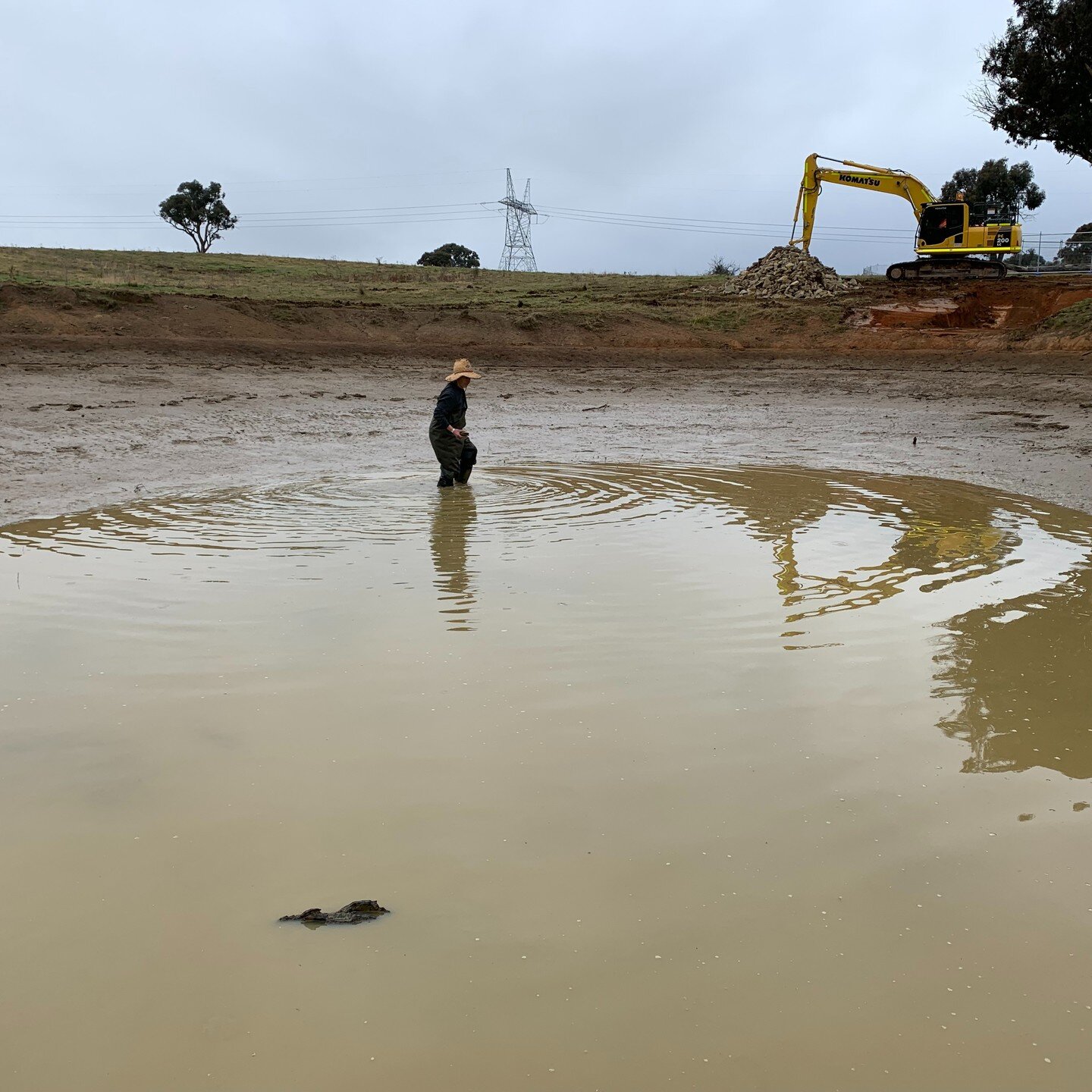 Yesterday as part of a joint project with Ginninderry developments and #Waterwatch we translocated 41 Eastern long-necked turtles from 1 dam into the Corridor. Thanks to the Ginninderry team and Hannah at #CafeSteppingStone for helping clean them so 