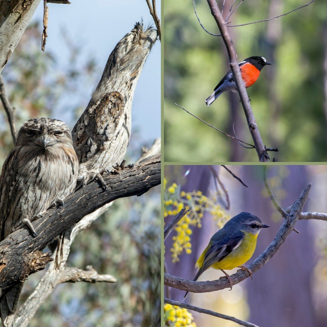 Bookings are now open for a guided bird walk in the Ginninderry Conservation Corridor. Fly into a lovely stroll along the Strathnairn to Shepherd's Lookout Track for a guided walk to hear and see the amazing birds of the Ginninderry Conservation Corr