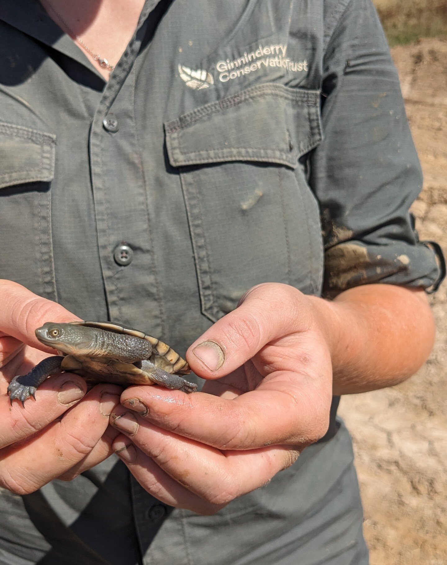 Last Friday, the Trust team got back in our waders to do some more turtle relocations! We went out to Woodbury Ridge Sutton and translocated a total of 26 Eastern long-necked turtles to a new and much nicer dam (as well as countless amounts of yabbie