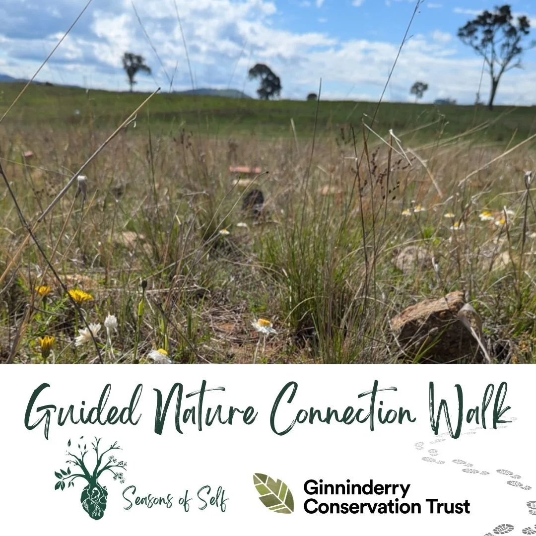 Guided Nature Connection Walk
