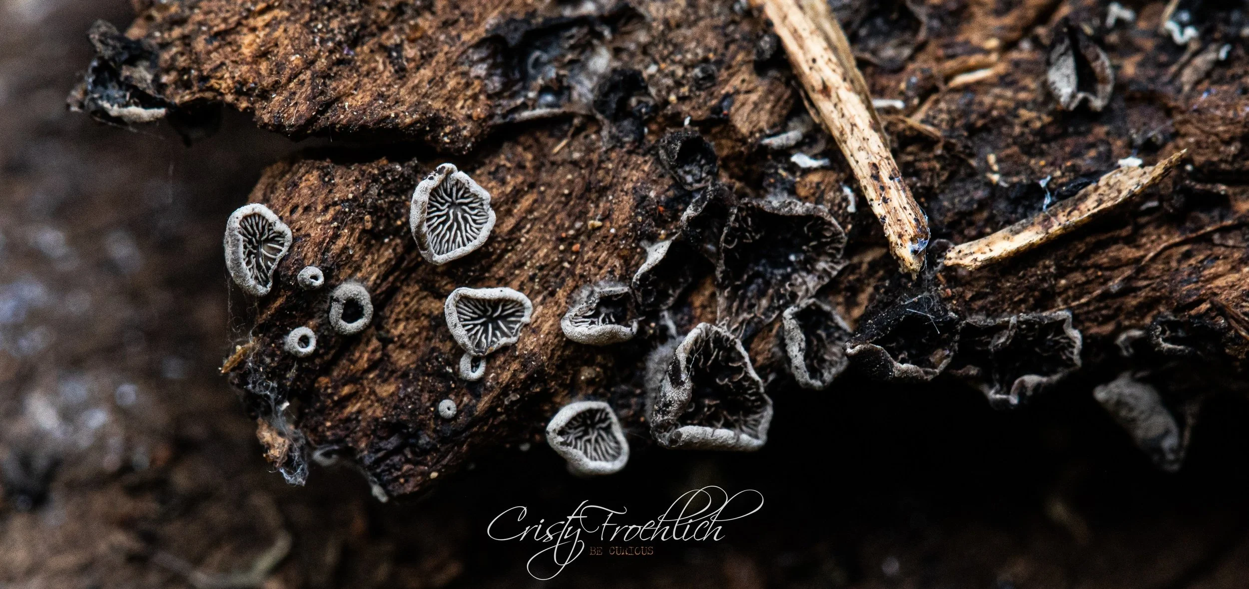 Autumn Photo Walk 2026 with Cristy Froehlich