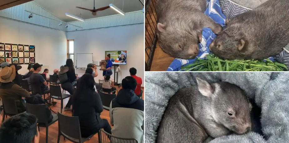 Wombat Awareness Training with Yolandi Vermaak
