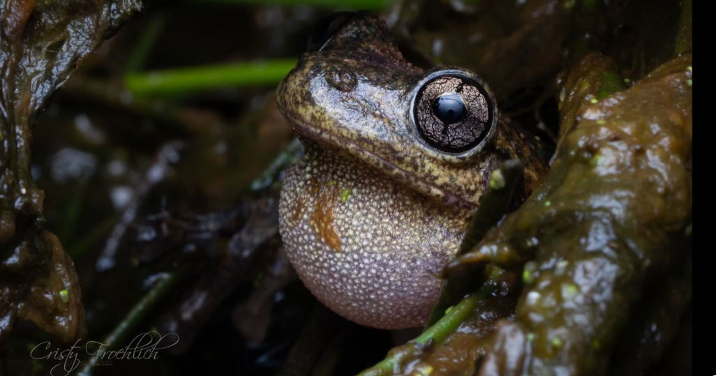 Frog Photography Evening