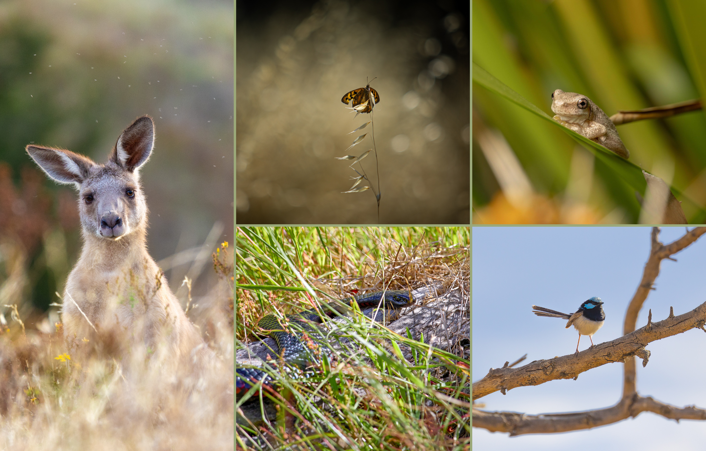 Critters of the Corridor Photography Exhibition - Opening Event