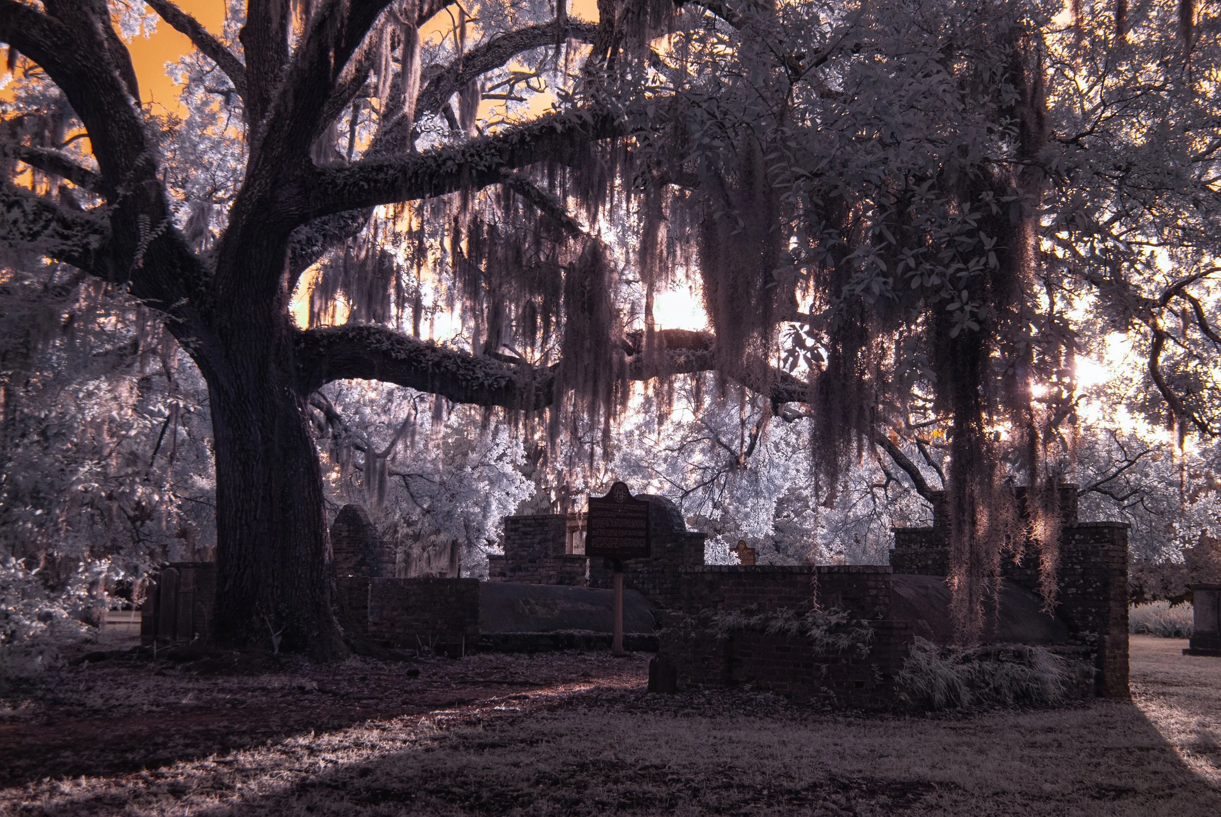OakandGraves Savannah.jpg