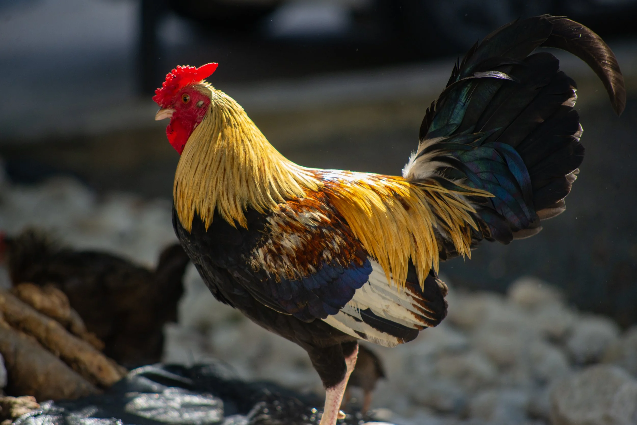 RoosterCloseup copy.jpg