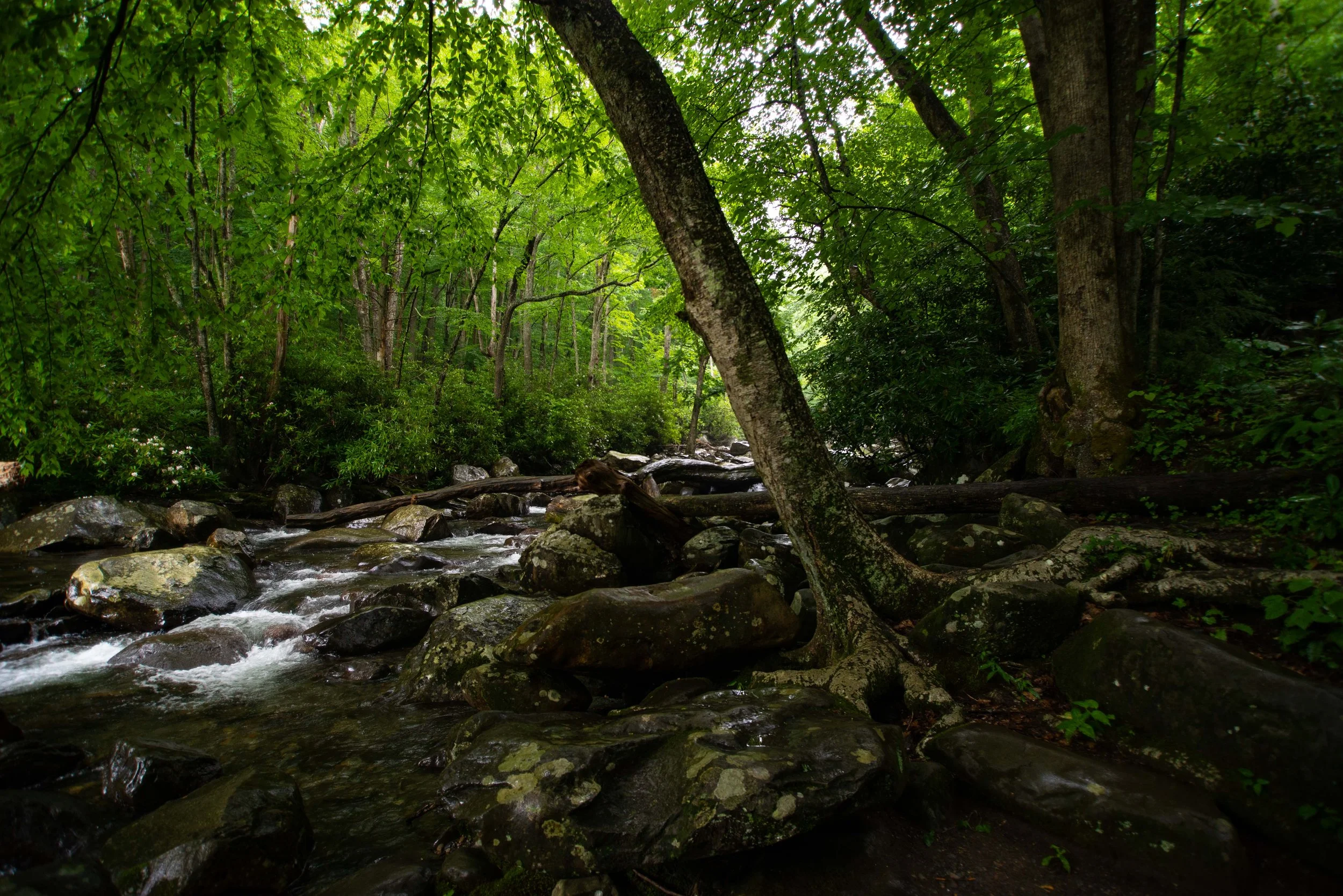 Picnic Creek.jpg