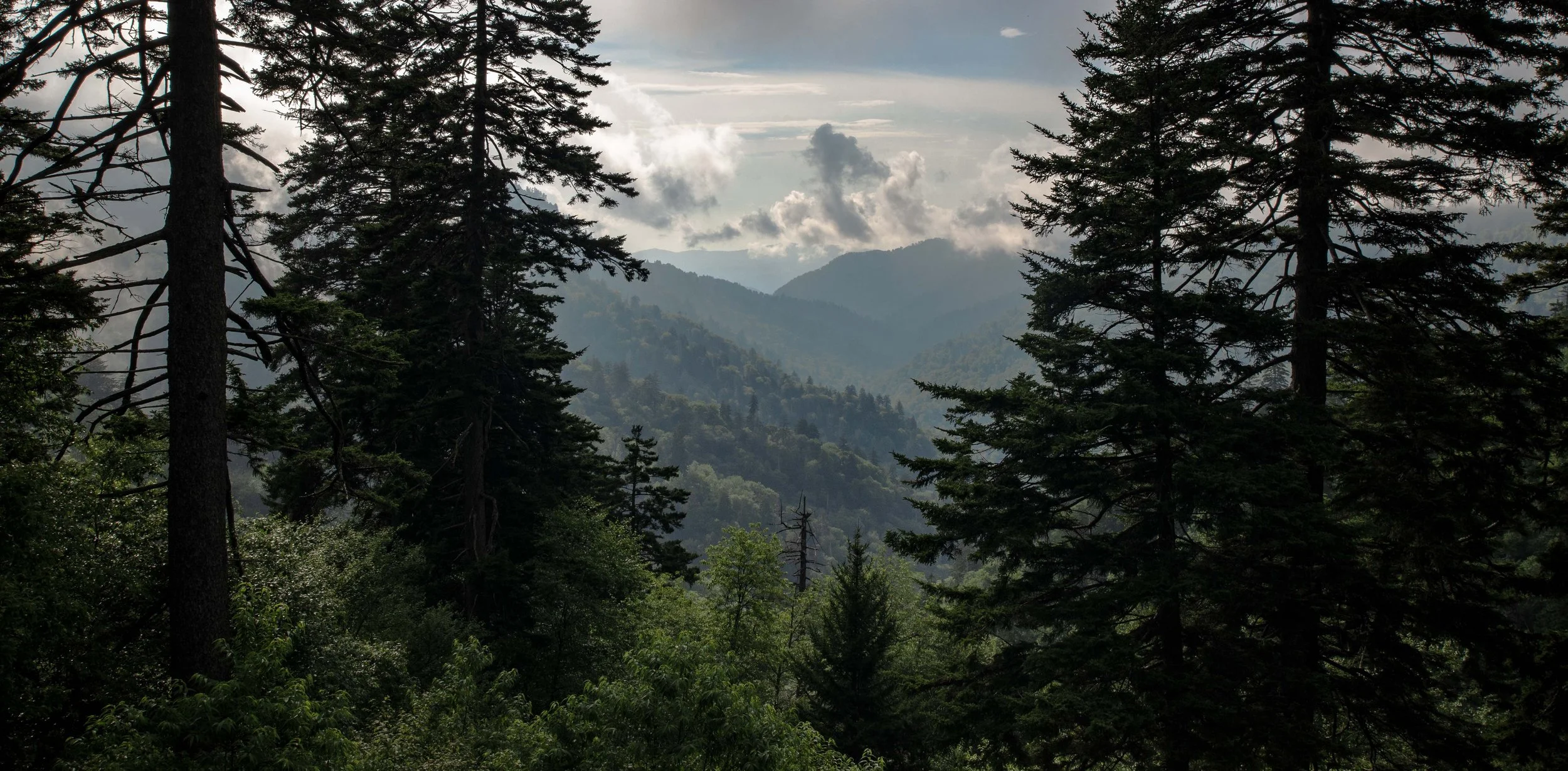 Firs and Valley View.jpg