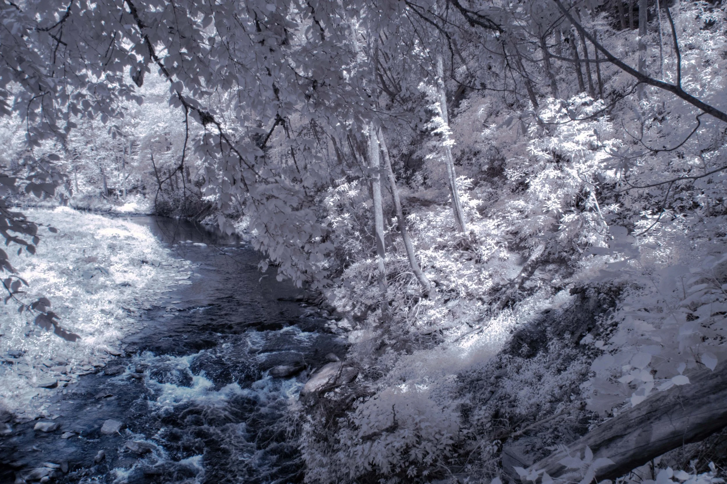Forest River Ir springmaid path.jpg