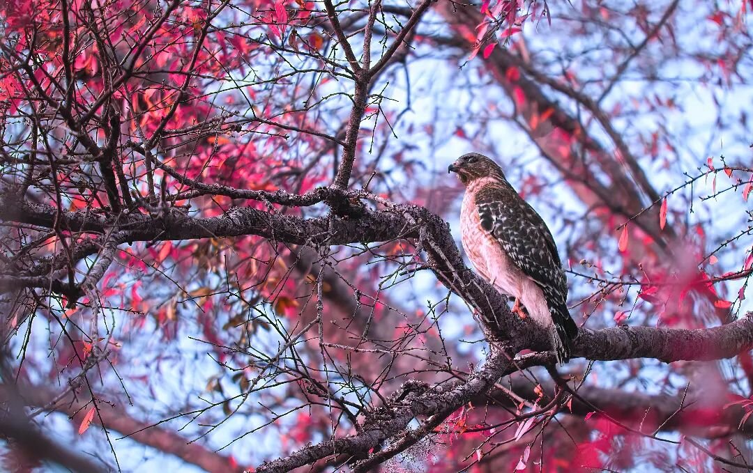 Resting Hawk
.
.
.
.
.
.
#wilmingtonnc #northcarolina #infraredlandscape #infraredphotography #wildlifephotography #infraredtrees #treephotography #hawk #birdsofprey #birdsofinstagram #nikon #natgeo #instagood #infrared_global #fineartphotography