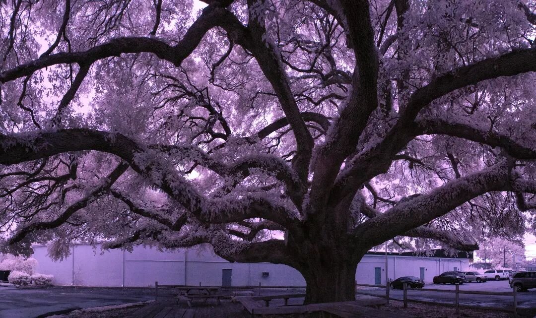 Big Oak 
Big Oak BBQ
.
.
.
.
.
.
.
#bigoakbbq #wilmingtonnc #treephotography #oaktree #fineartphotography #infraredlandscape #infraredworld #infraredphotography #photooftheday #instagramphotography #instagood #infrared_global #panoramic #landscapepho