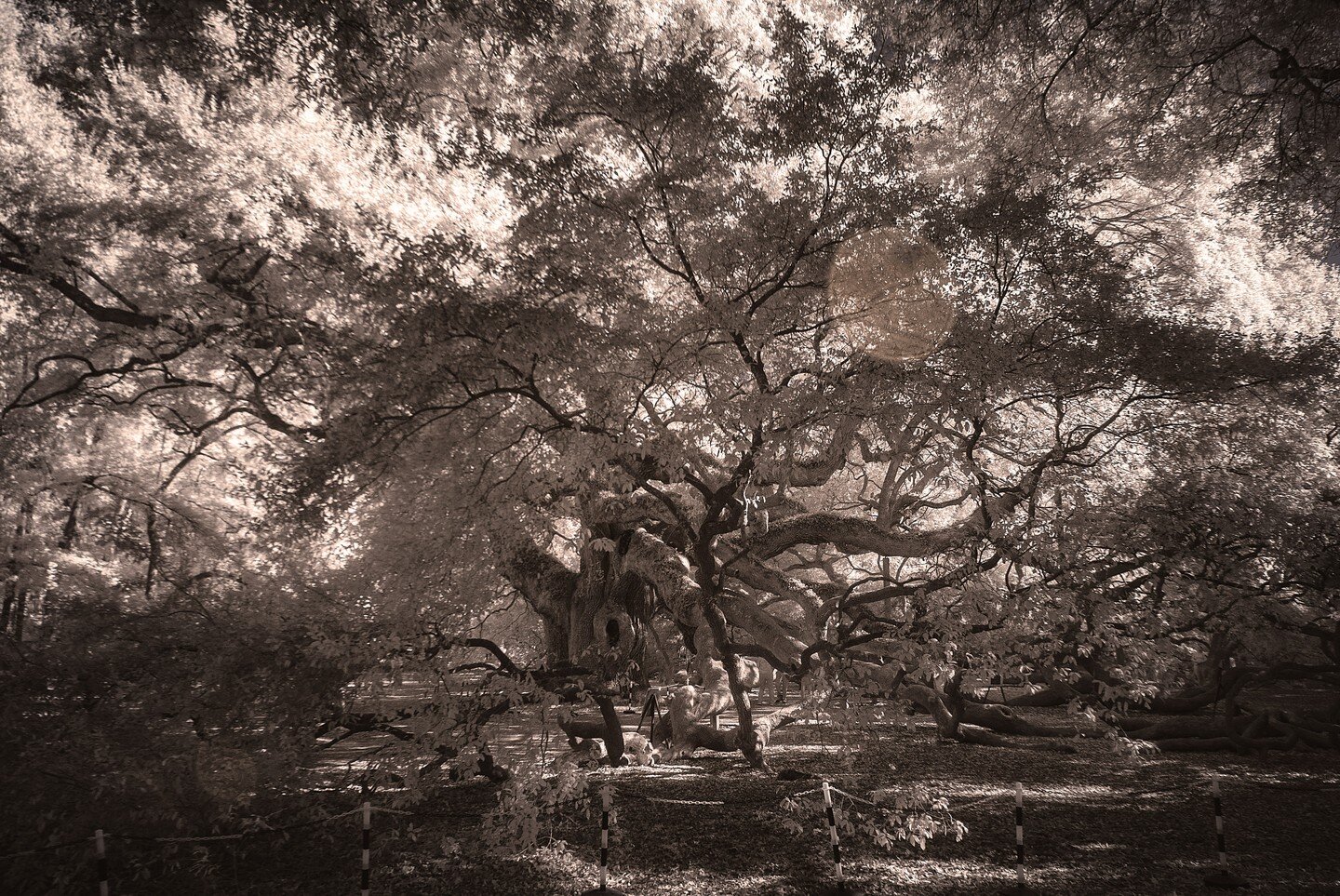 Angel Oak
Infrared Photography
Womick.net
.
,
,
,
,
,
,
,
,
,
,
,
#Infraredworld
#infraredphotography
#infrared 
#angeloak 
#charlestonsc 
#southcarolina 
#Photography
#Treephotography
#fineartphotography 
#TreeLover
#AncientTree
#NaturePhotography
#