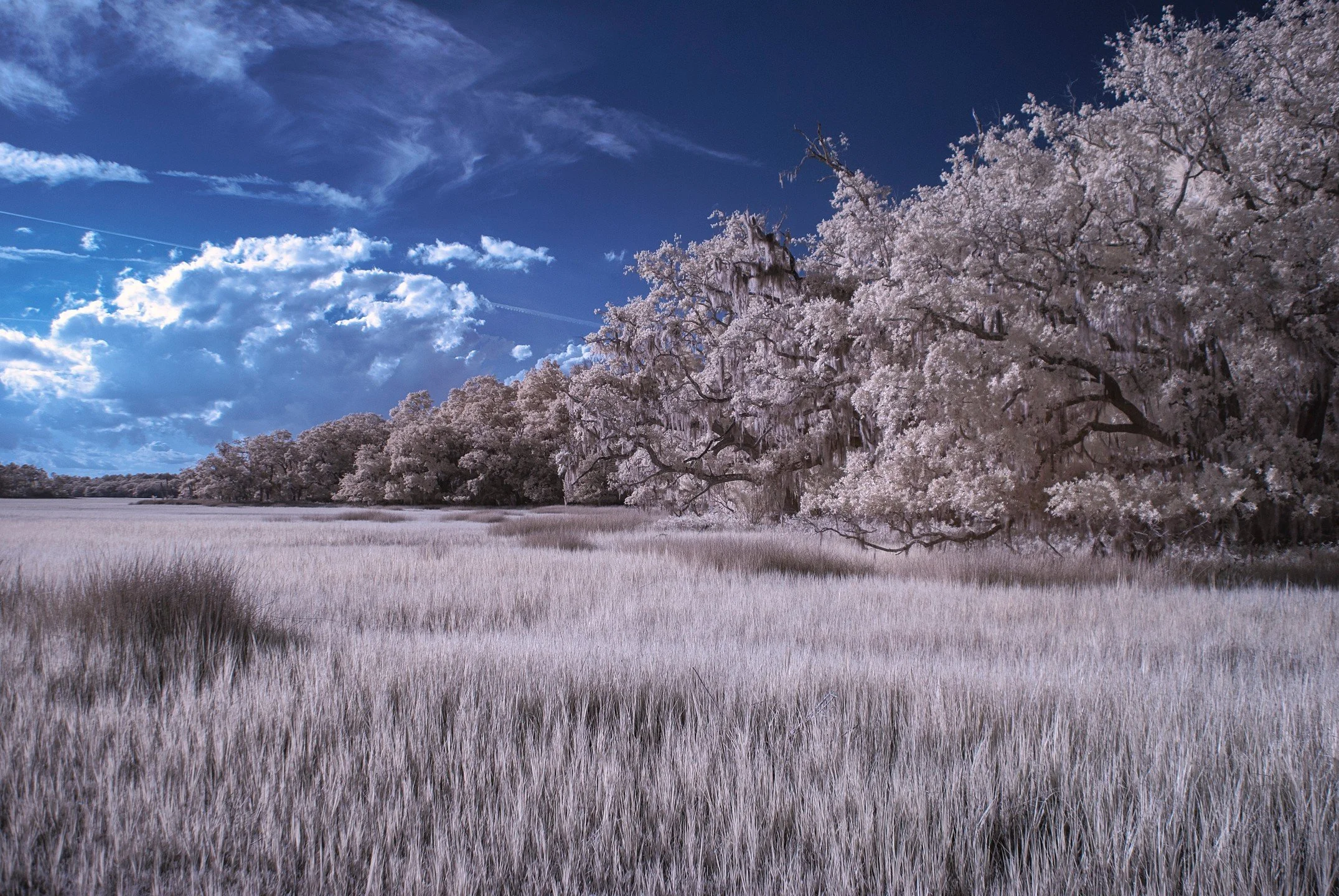 Pickney Island Marshland
.
.
.
.
.
.
.
.
.
.
.
#pickneyislandnationalwildliferefuge 
#infrared 
#infraredphotography 
#fineartphotography 
#photography
#treesofinsta 
#liveoak 
#oaktree 
#marshland 
#surreal
#instagood
#instagramphotography
#hiltonhe