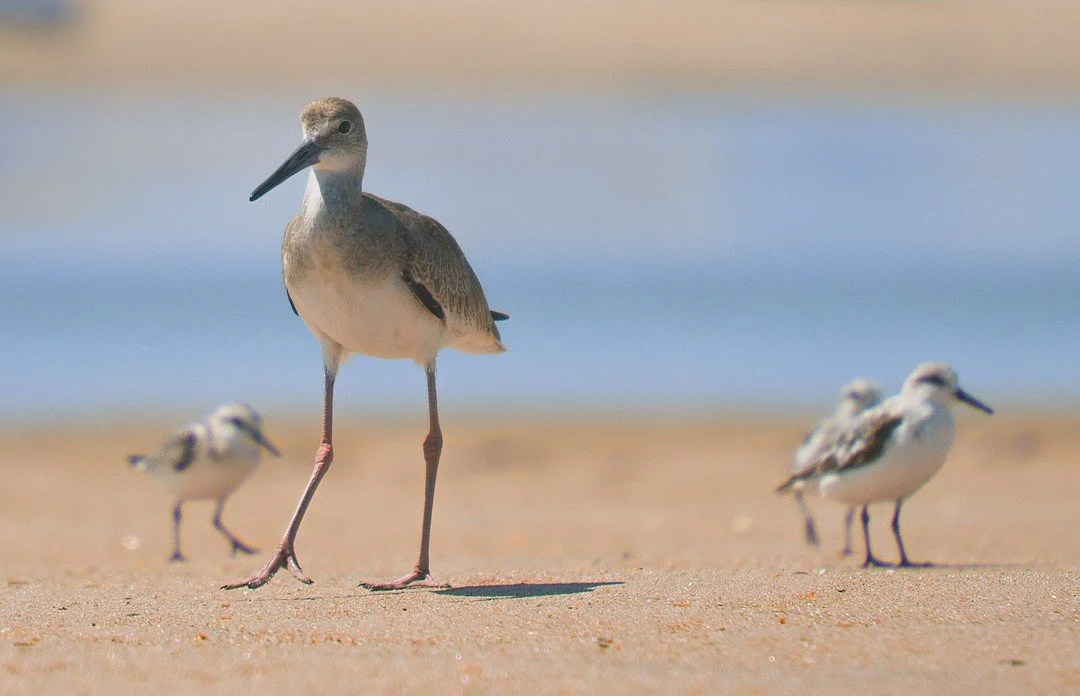 Outer Banks Beach Birds
,
,
,
,
,
,
,
,
,
,
#Birds
#wildlifephotography 
#seascape
#ocean
#beach
#northcarolina
#obx
#outerbanks
#hatteras 
#photography
#sand
#fishing
#birdphotography
#avian
#birdwatching