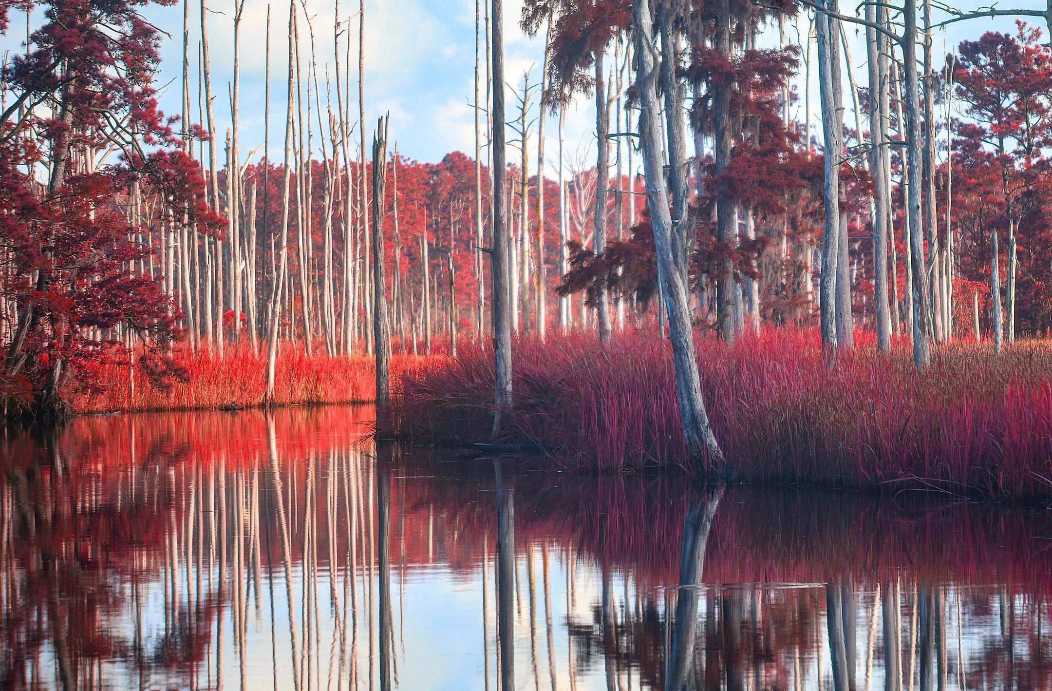 Town Creek 
Infrared Photography
.
.
.
.
.
.
.
.
.
#photography
#northcarolina
#infrared_world
#infrared
#infraredphotography
#fineartphotography
#Reflections
#seascape
#red
#trees
#infraredtrees
#creek
#river
#landscape