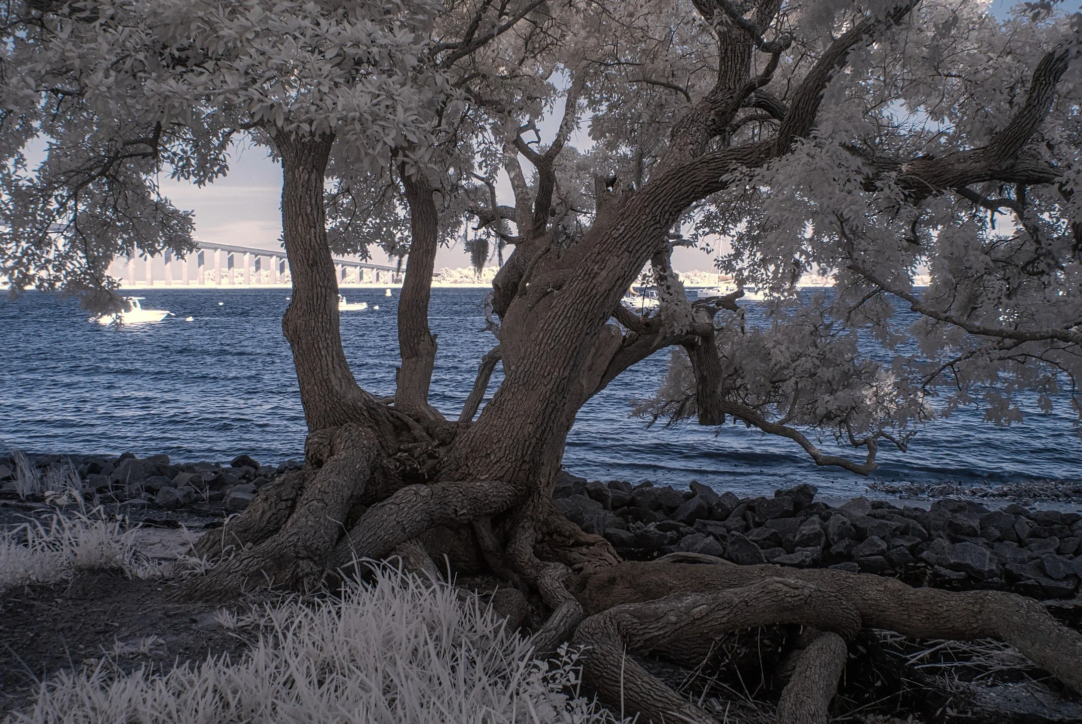Coastal Oak Hanging onto Daniel Island, SC

#charlestonsc #charleston #southcarolina #photography #fineartphotography #infraredphotography #infrared_world #eastcoast
#Oaks #trees #infraredtrees #nikon #seascape #forest #coast #beach #bridge #roots