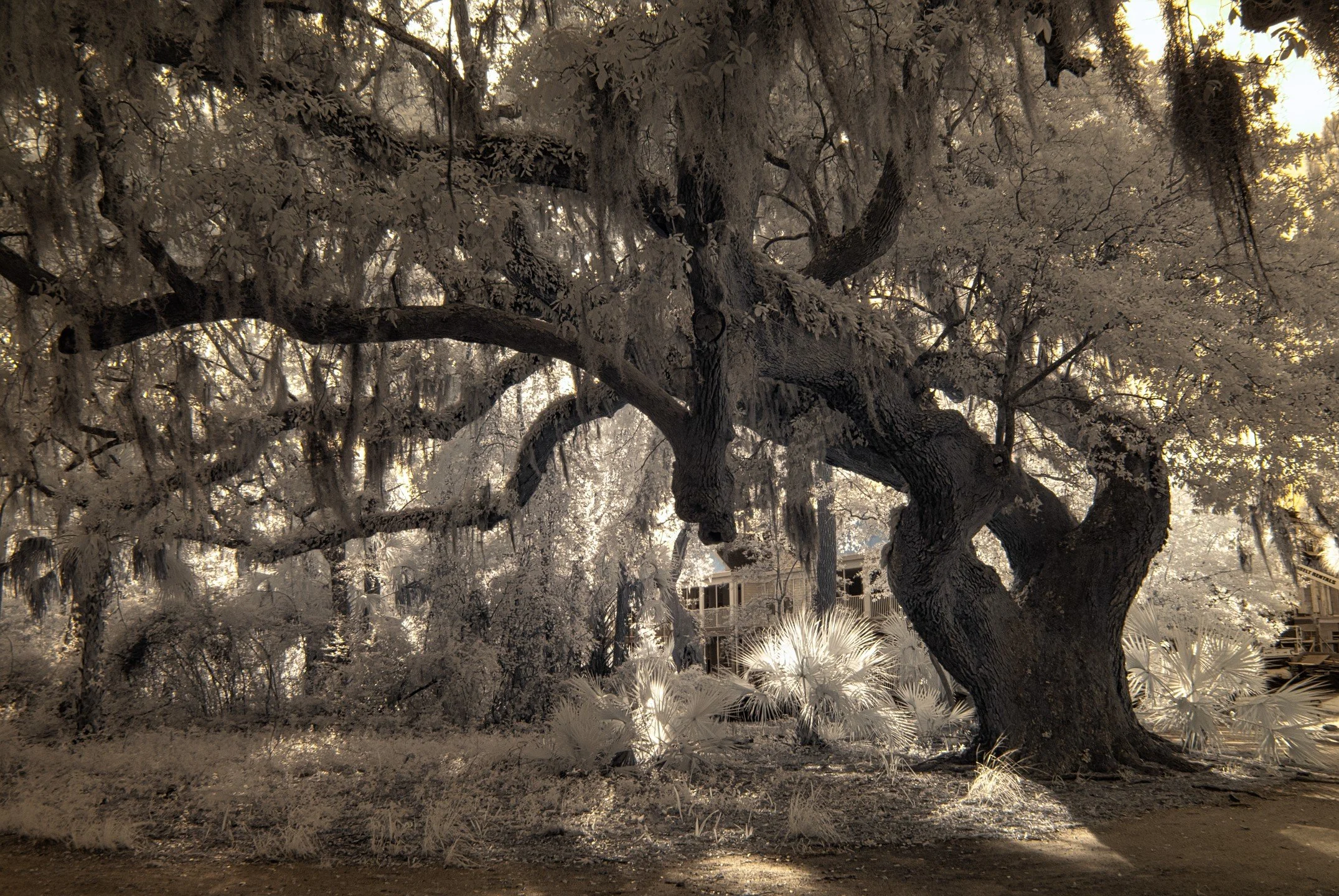 Charleston Live Oak

#Charlestonsc
#southcarolina
#photograph
#infraredphotography
#infrared
#infrared_world
#oak #tree #infraredphotography #fineartphotography #nikon #instadaily #instagood #landscapes #landscapephotography #forestphotography #art #