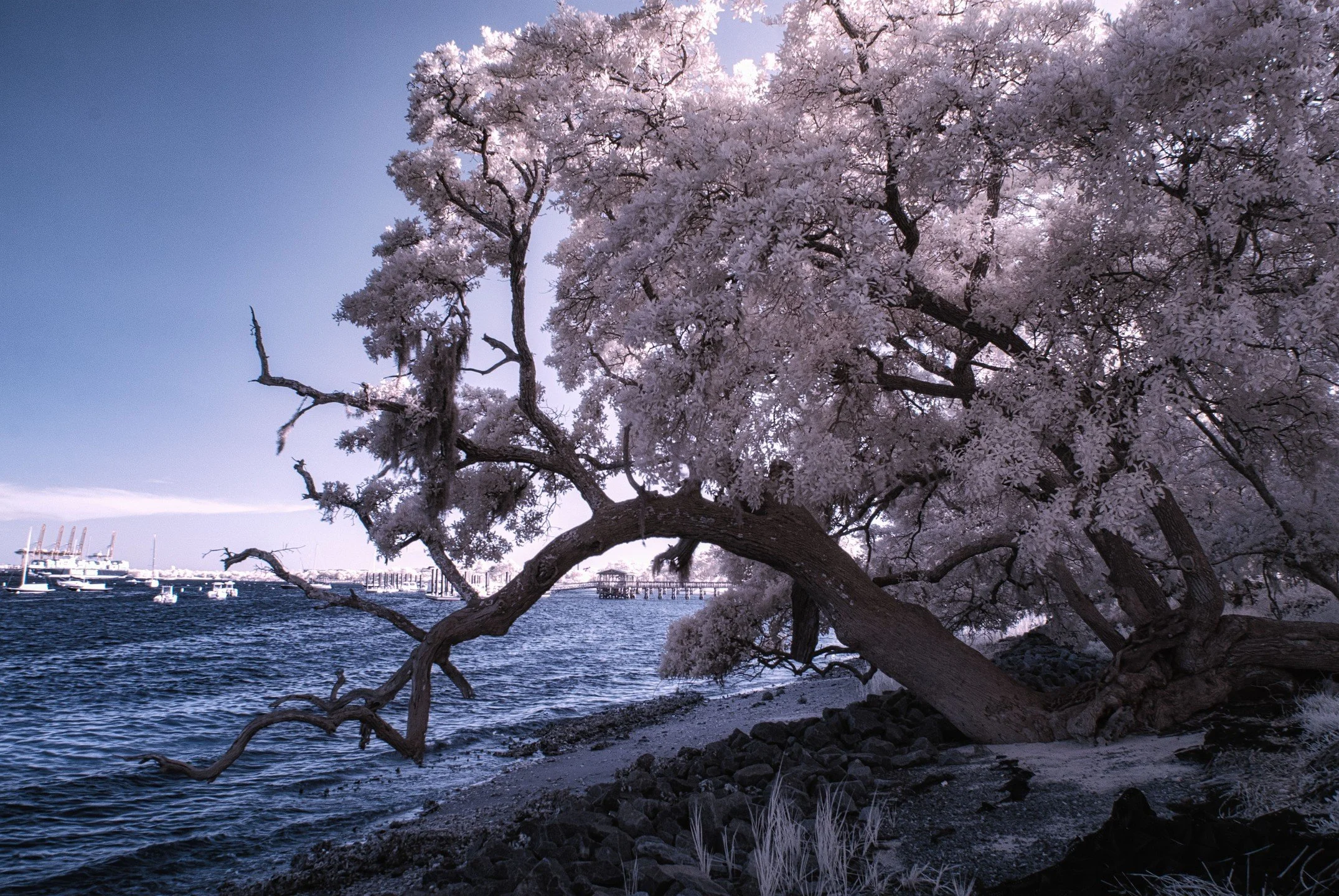 Daniel Island Coast

#charlestonsc #charleston #southcarolina #photography #fineartphotography #infraredphotography #infrared_world #eastcoast
#Oaks #trees #infraredtrees #nikon #seascape #forest #coast #beach #bridge #roots