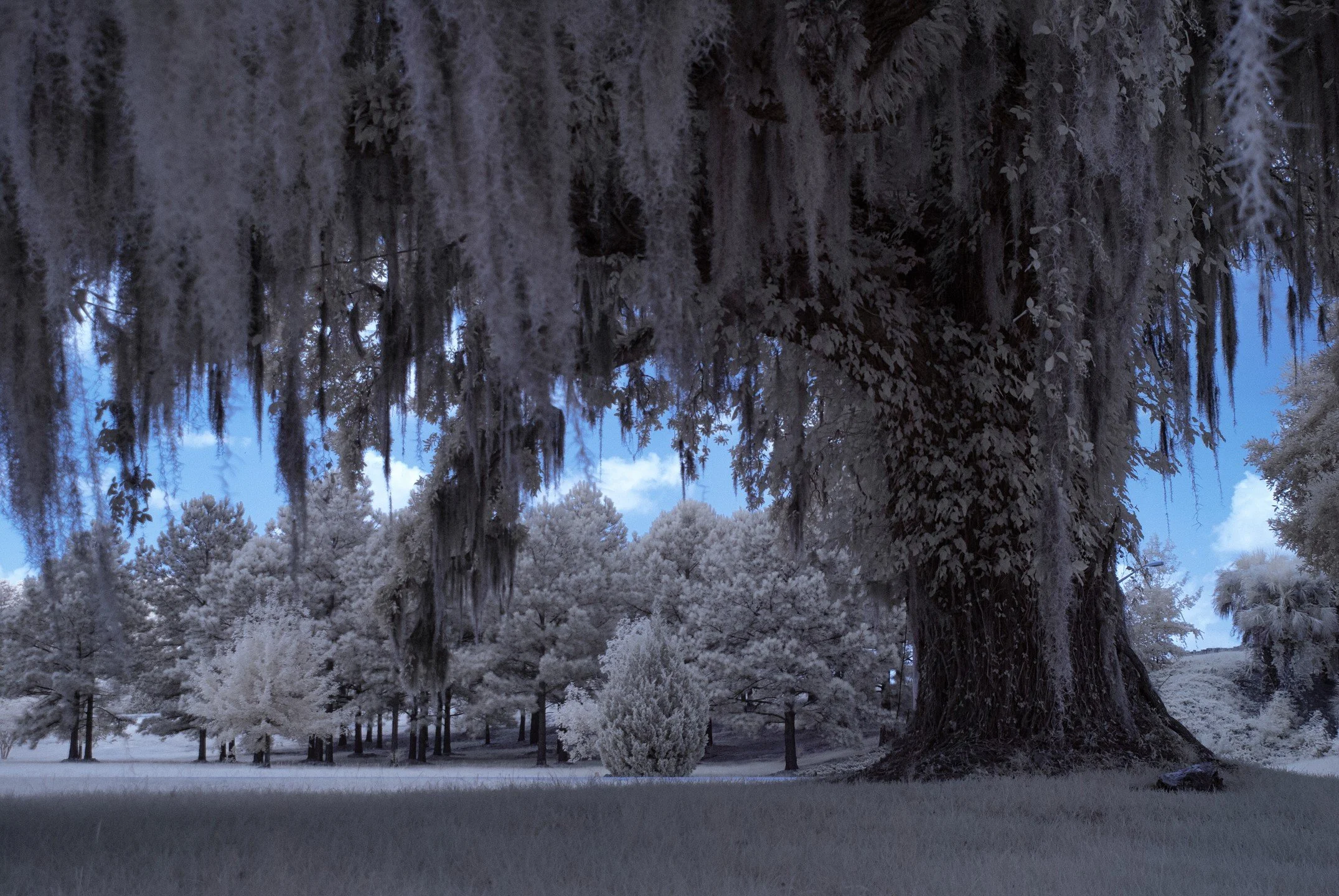 Roadside Oak

#southcarolina #blufftonsc #hiltonhead #lowcountry #photography #infraredphotography #infared_world #infaredtrees
#infaredlandscapes #landscapephotography #forest #landscapes #nikon