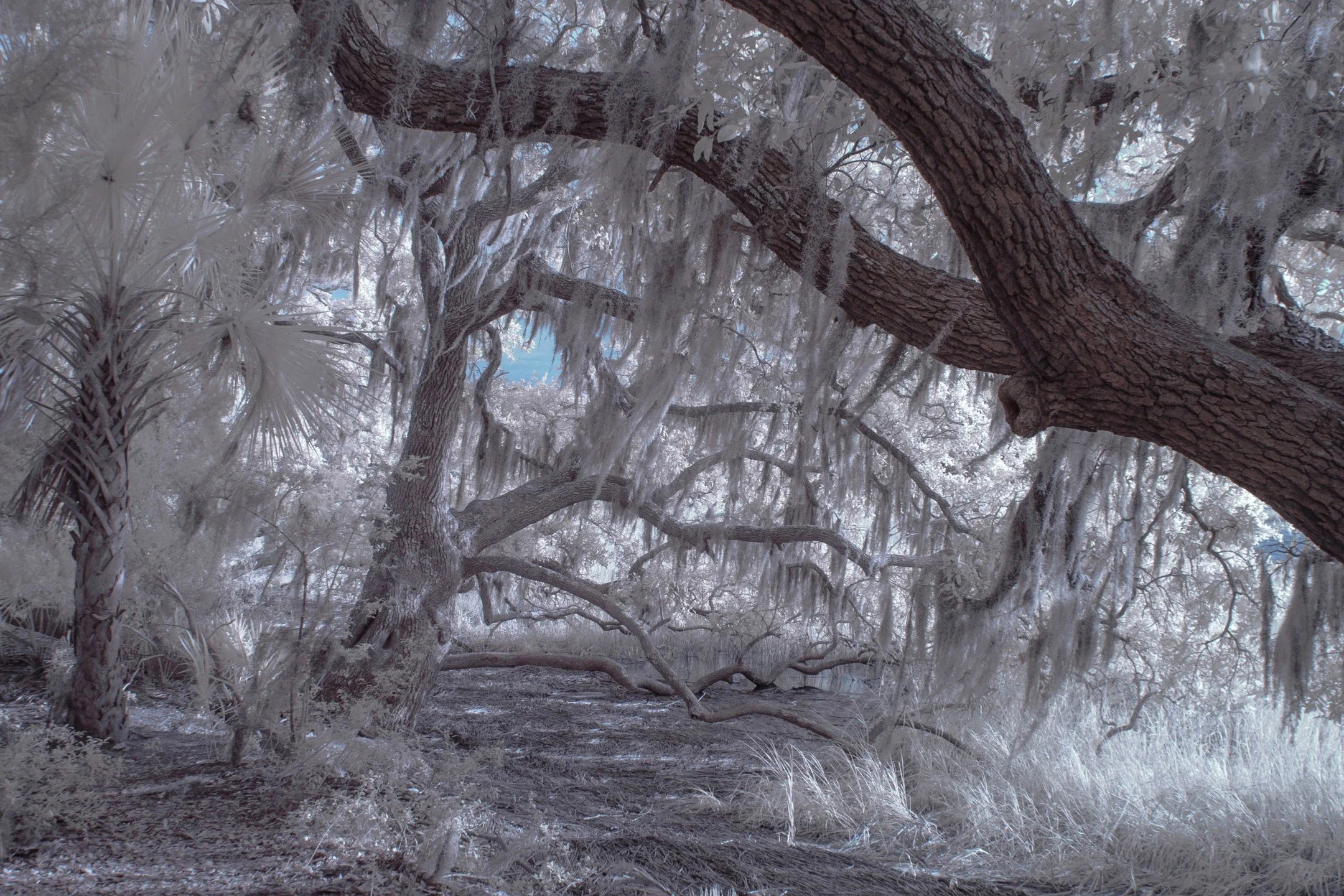 Oak Coast on Pickney Island SC

#pickneyislandnationalwildliferefuge #southcarolina #infaredphotography #photography #fineart #fineartphotography #gilcee #prints #art #surreal #oak #liveoak #seascapes #marshland #landscapes #forest #lowcountry #savan