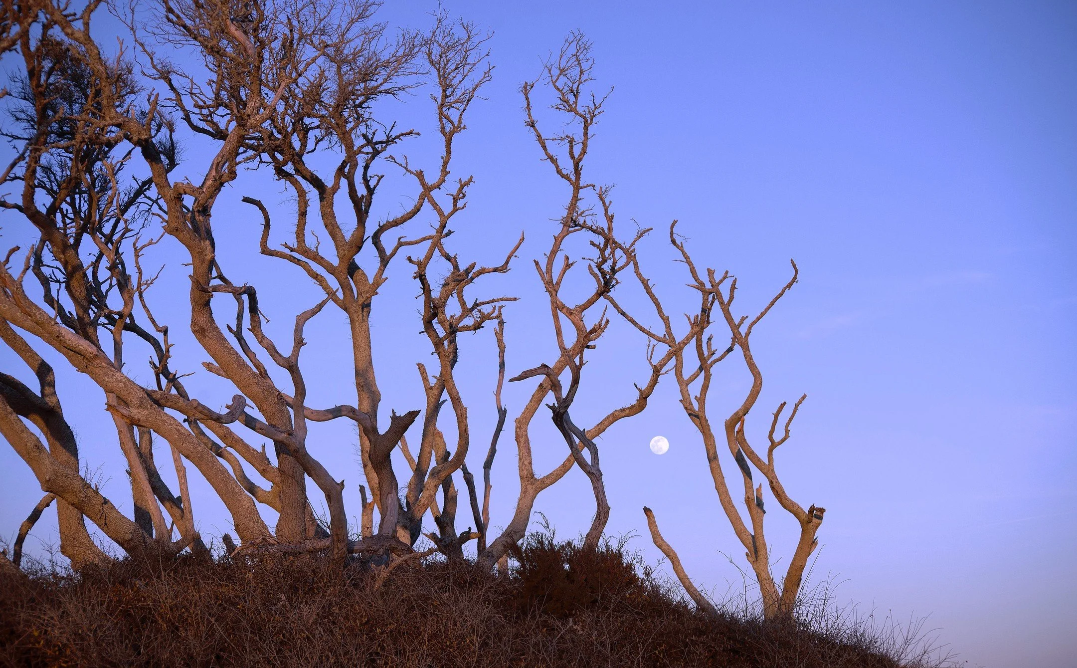 Moonrise at Kure

#Trees #oak #beach #northcarolina #fortfisher #kurebeach
#wilmingtonnc #beachscape #landscape #marshland #forest #photography #forestphotograhy #Moon #fullmoon #fall #halloween #october #september #sunrise #sunset #moonrise #moonset