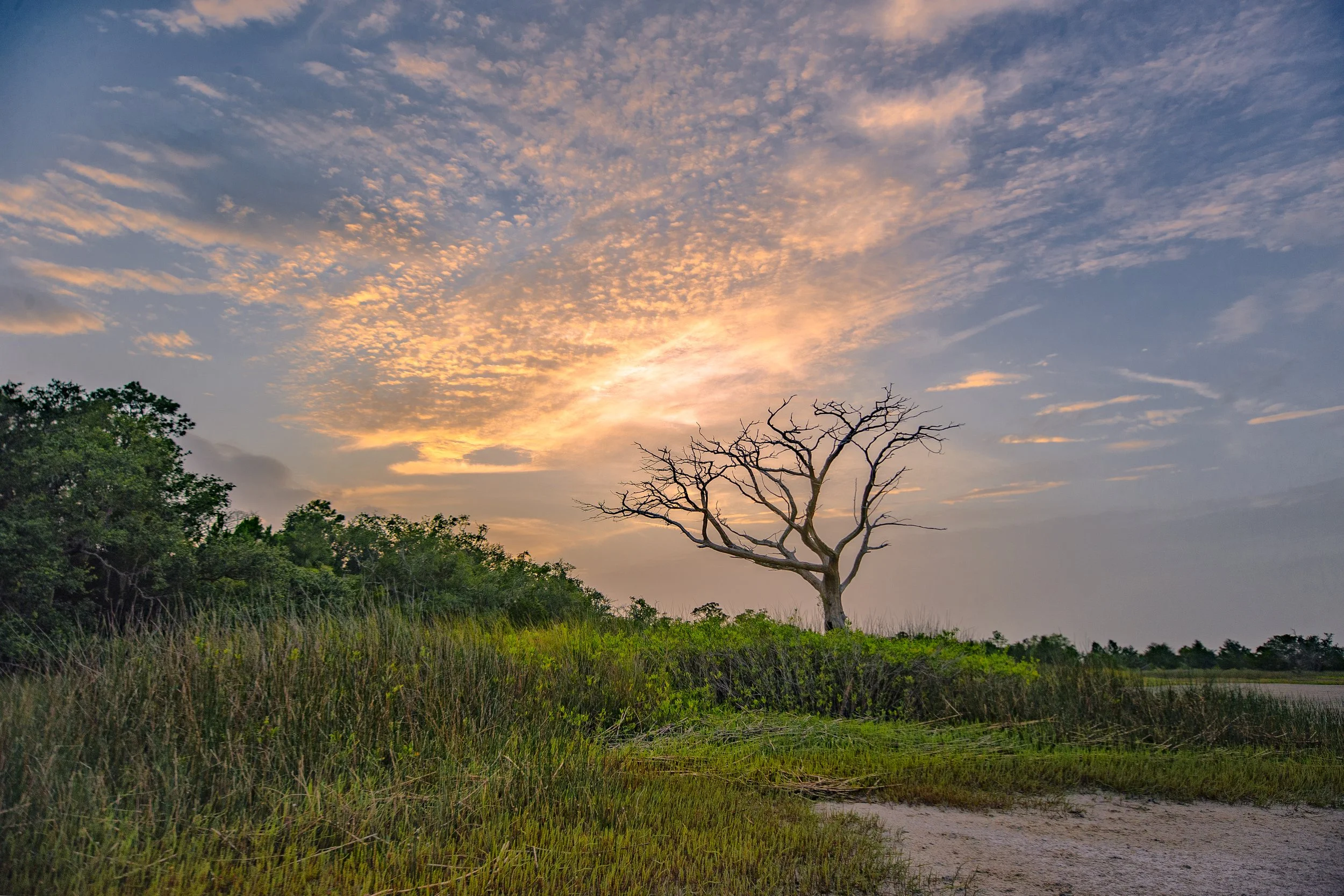 MarshTreeDustySunset1.jpg