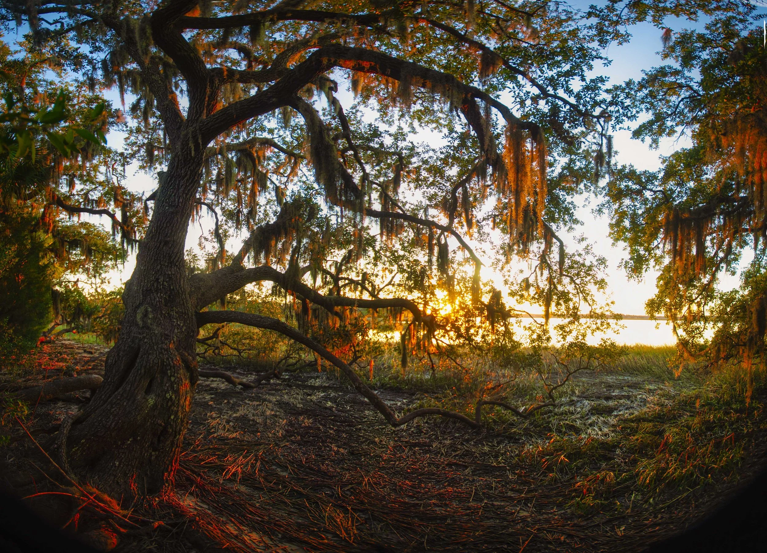 MarshlandForest.jpg