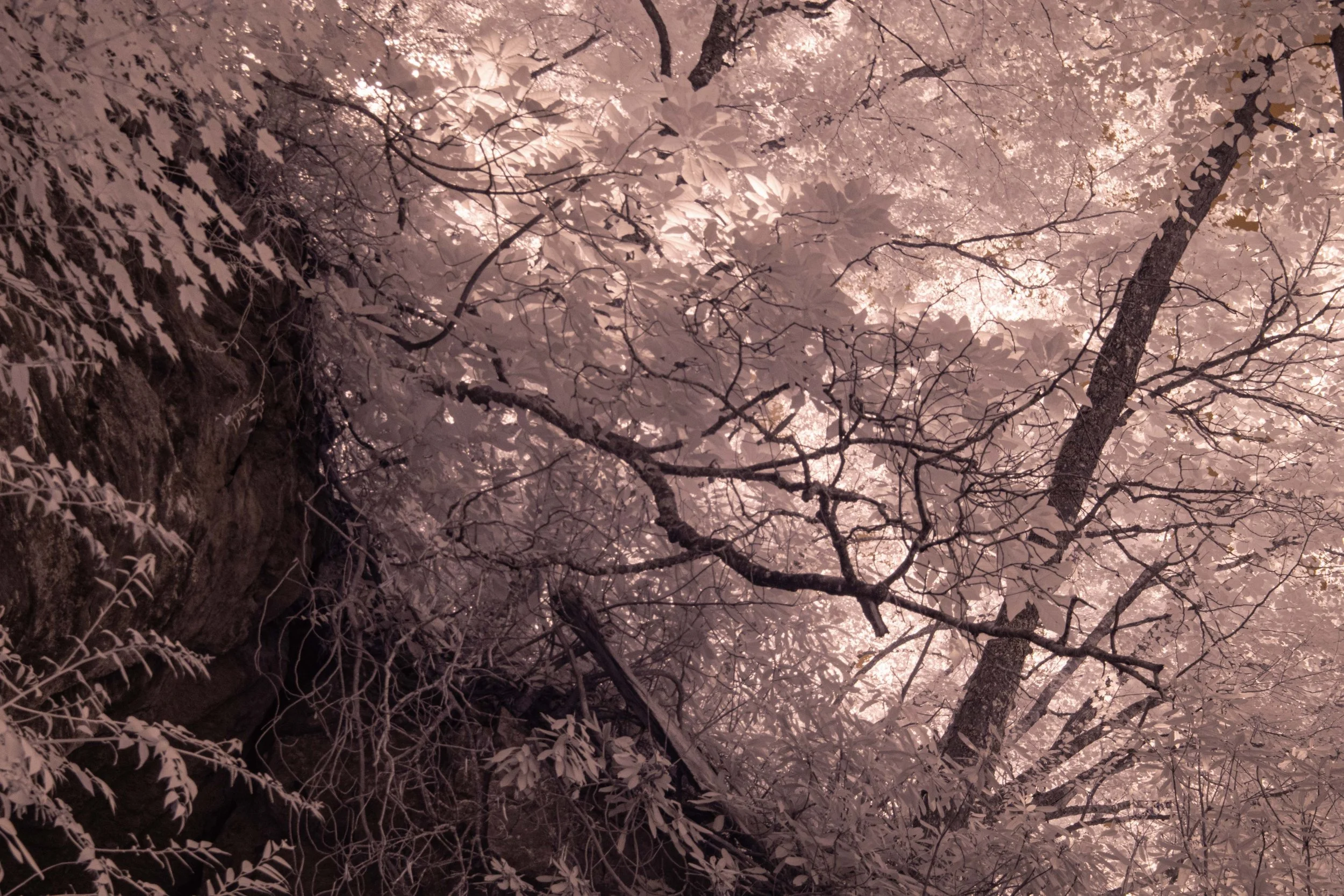 Deep forest cliff IR.jpg