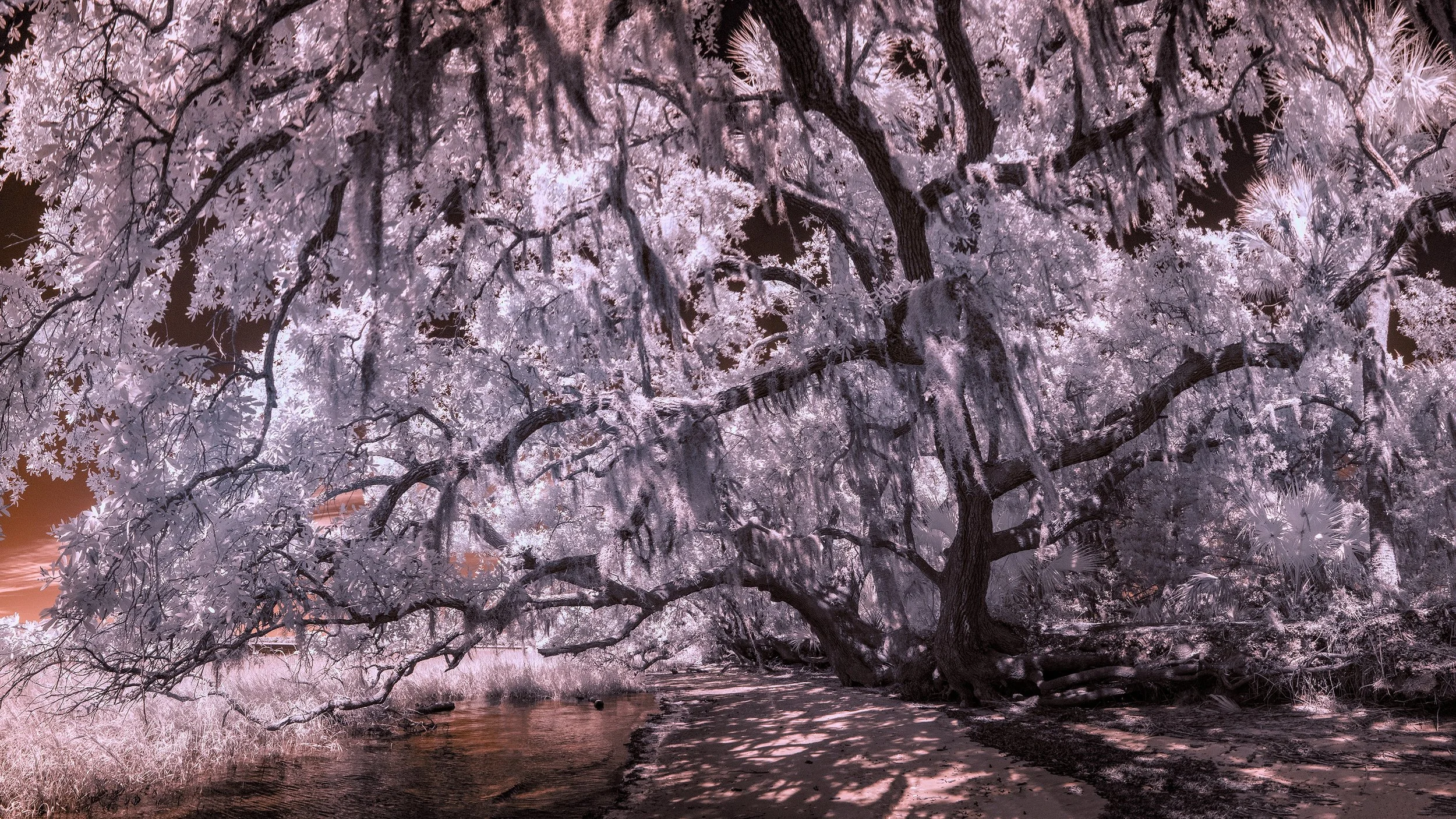 PickneyShore IR Purple Leaves Large Pan copy 4 SMALL.jpg