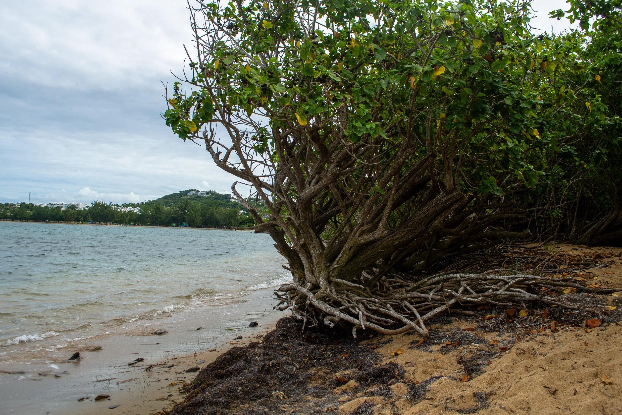 Mangroves copy.jpg