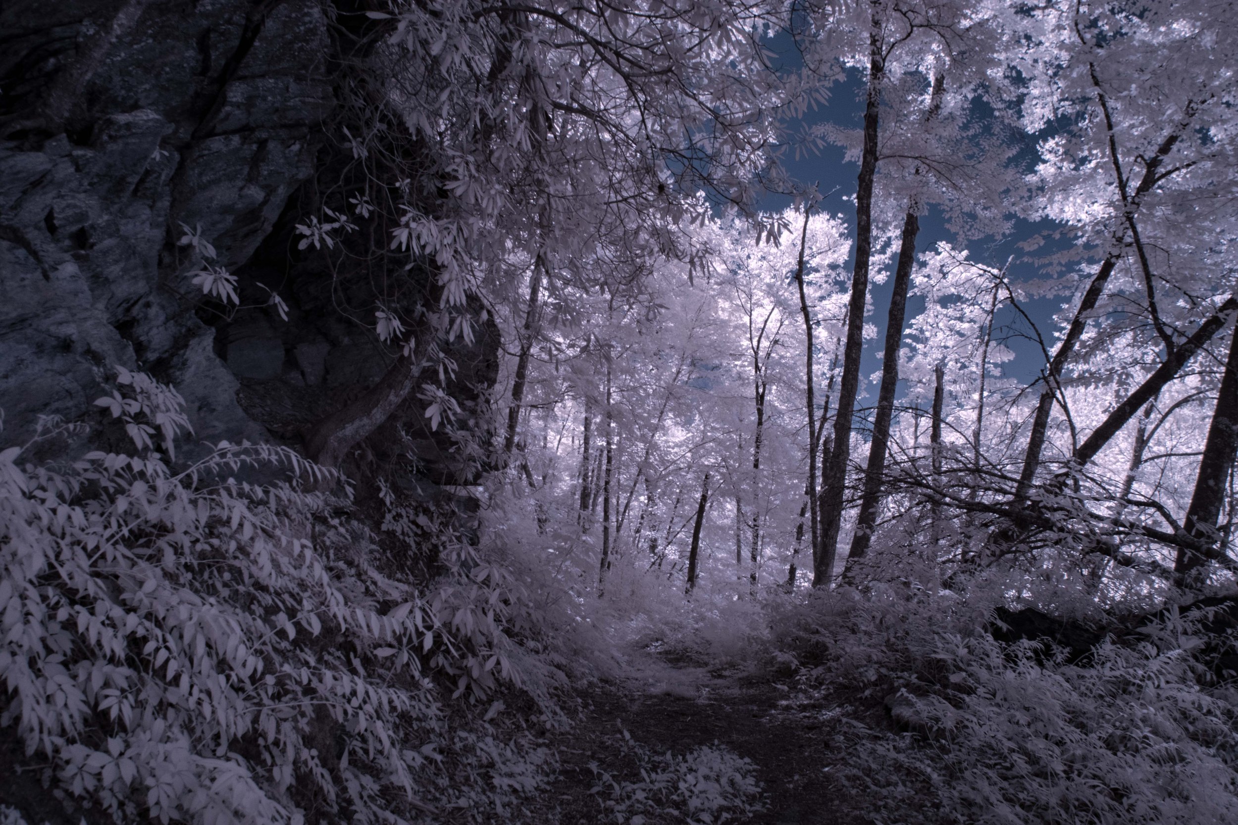 Rounded Forest path springmaid IR.jpg