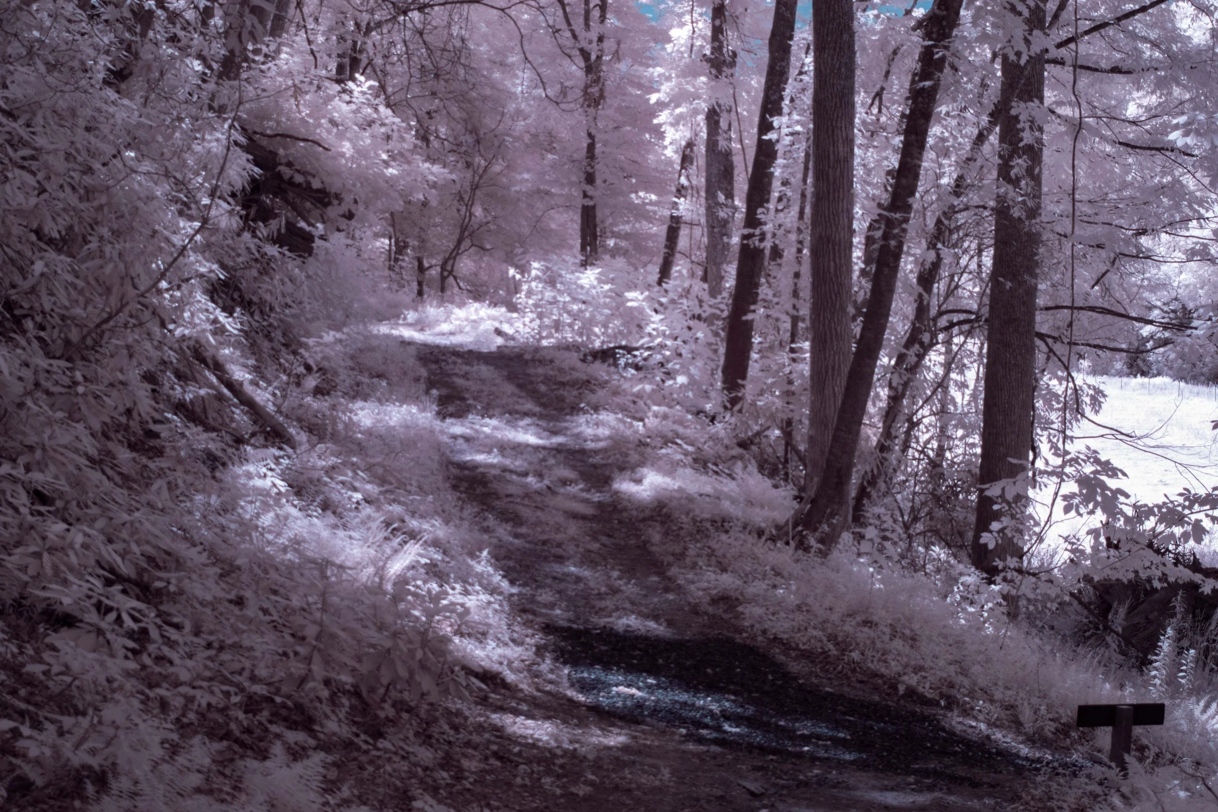 Forest Road Springmaid ir.jpg