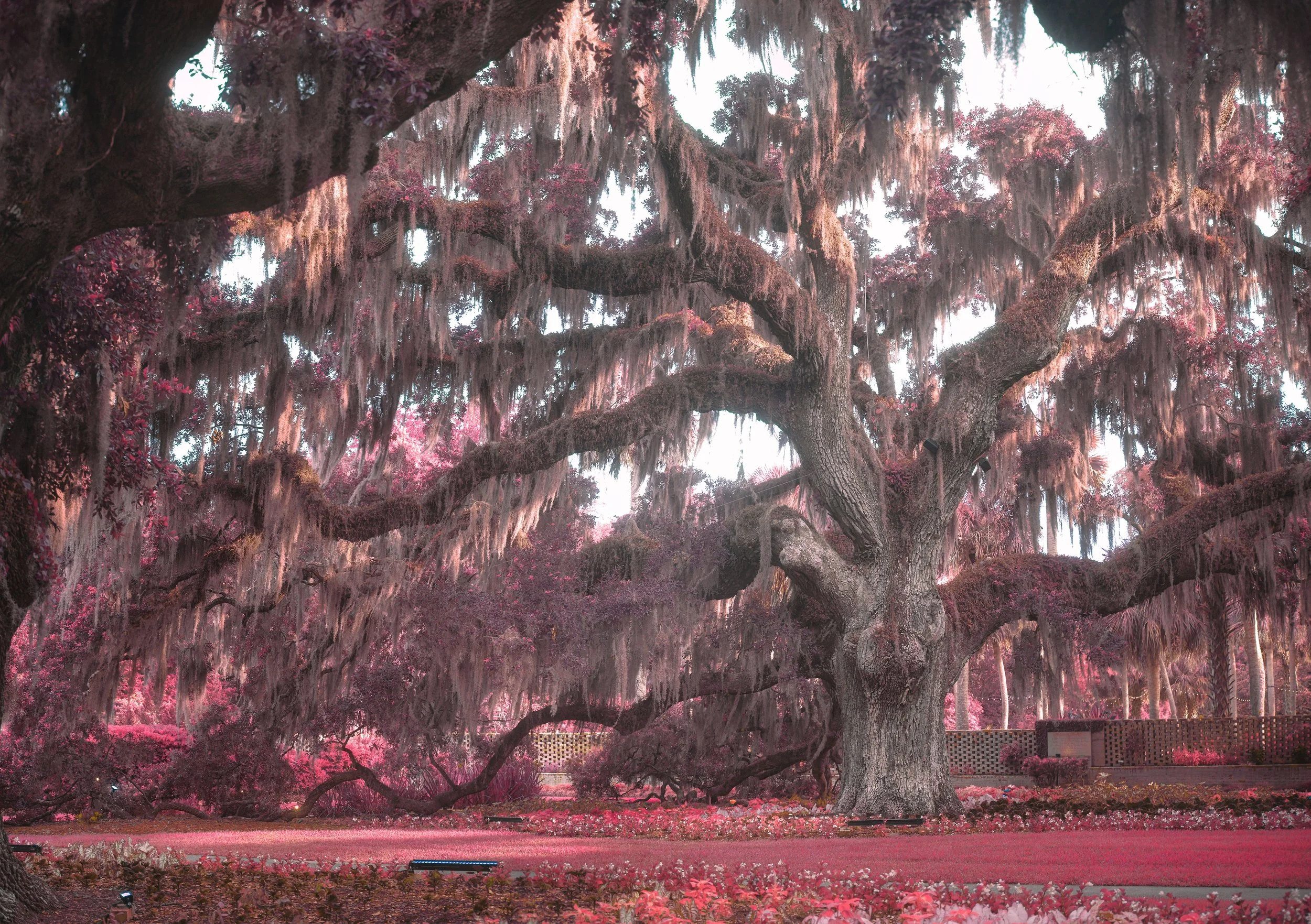 Hall of Oaks Pan4 Red IR copy.jpg