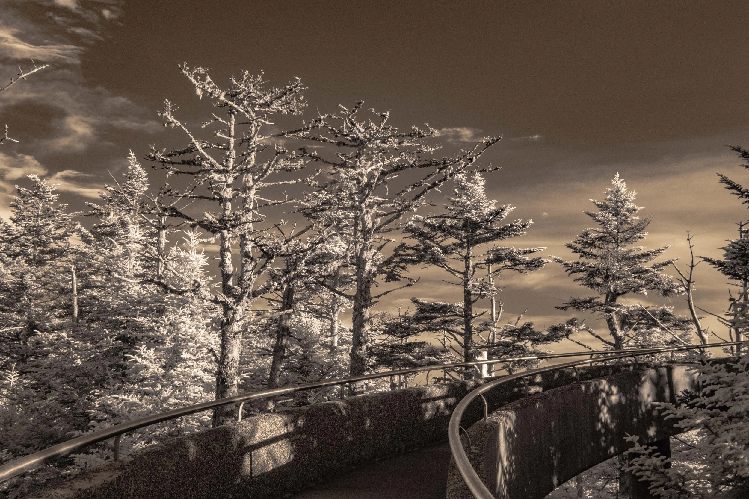 Observation Path Forest IR.jpg