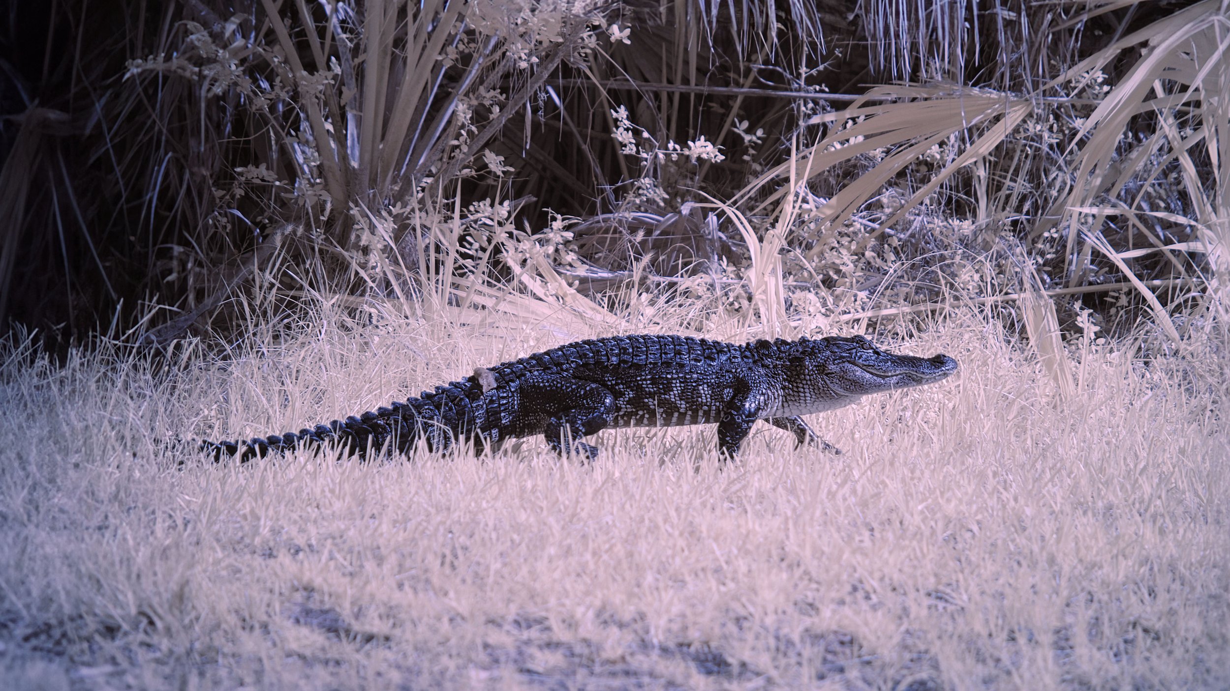 Alligator Pickney 2 copy.jpg