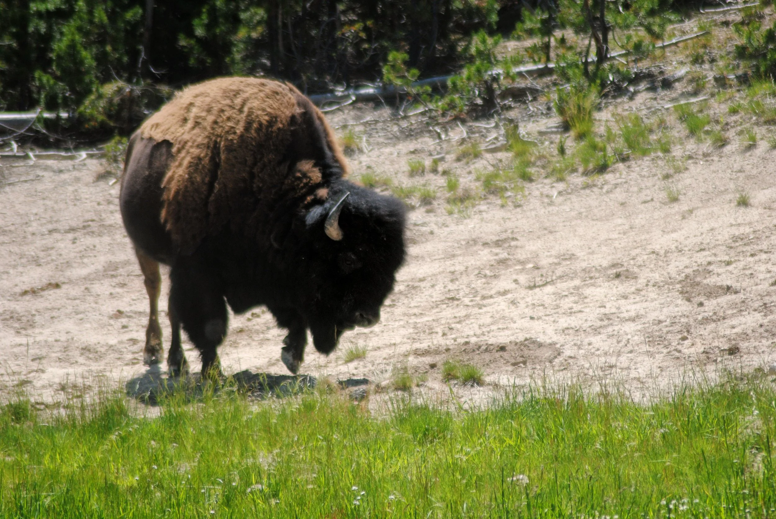 YellowstoneBuffaloDustSpot.jpg