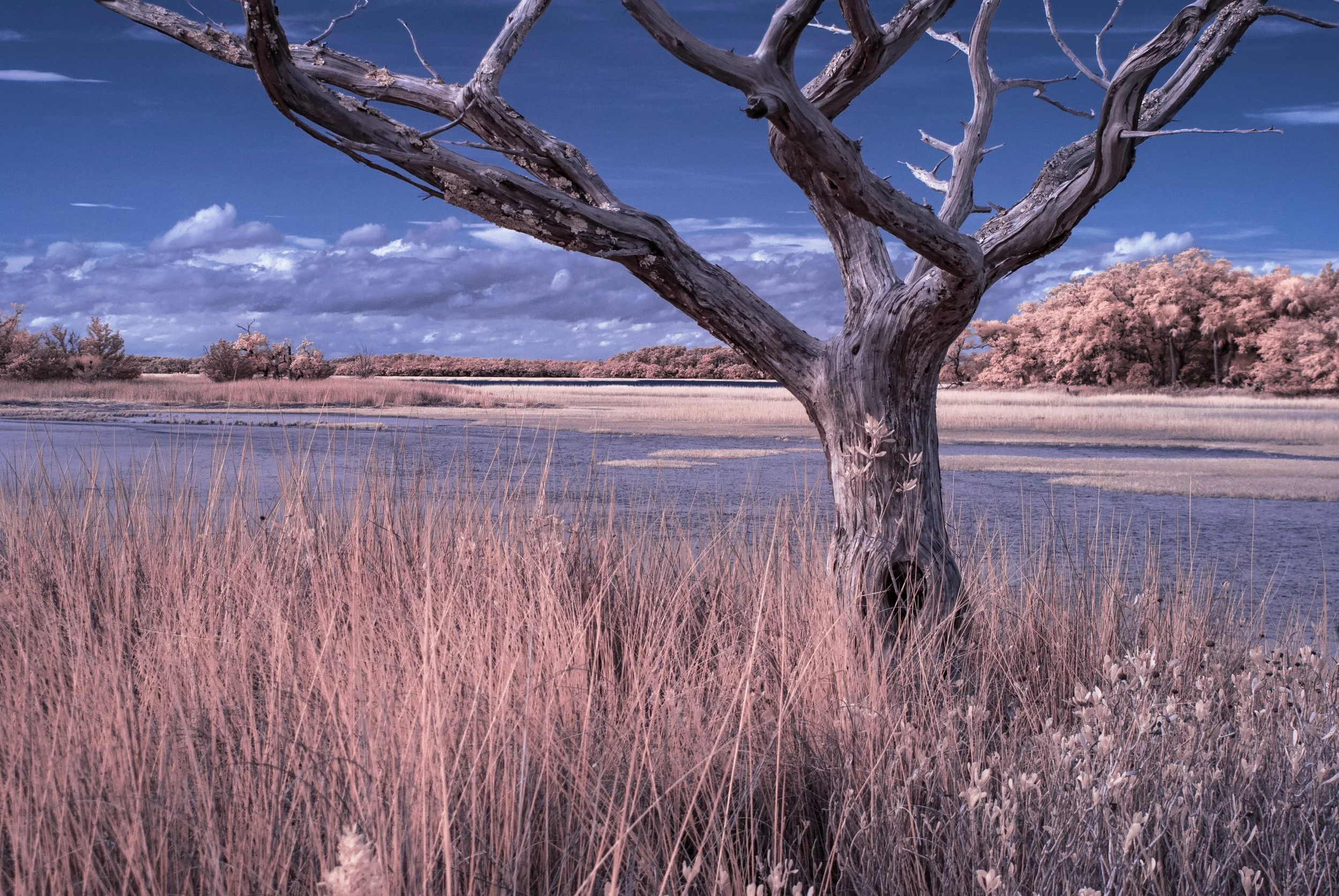MarshTreePortrait1.jpg
